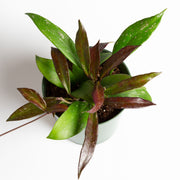 Hoya 'Pubicalyx - Speckled' 6" - Urban Sprouts