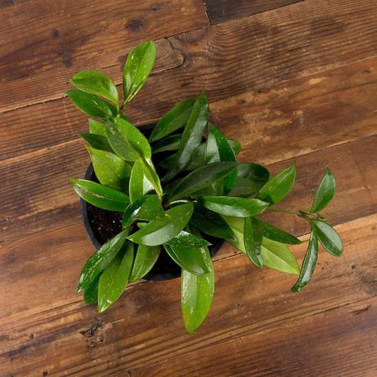 Hoya 'Pubicalyx - Speckled' - Urban Sprouts