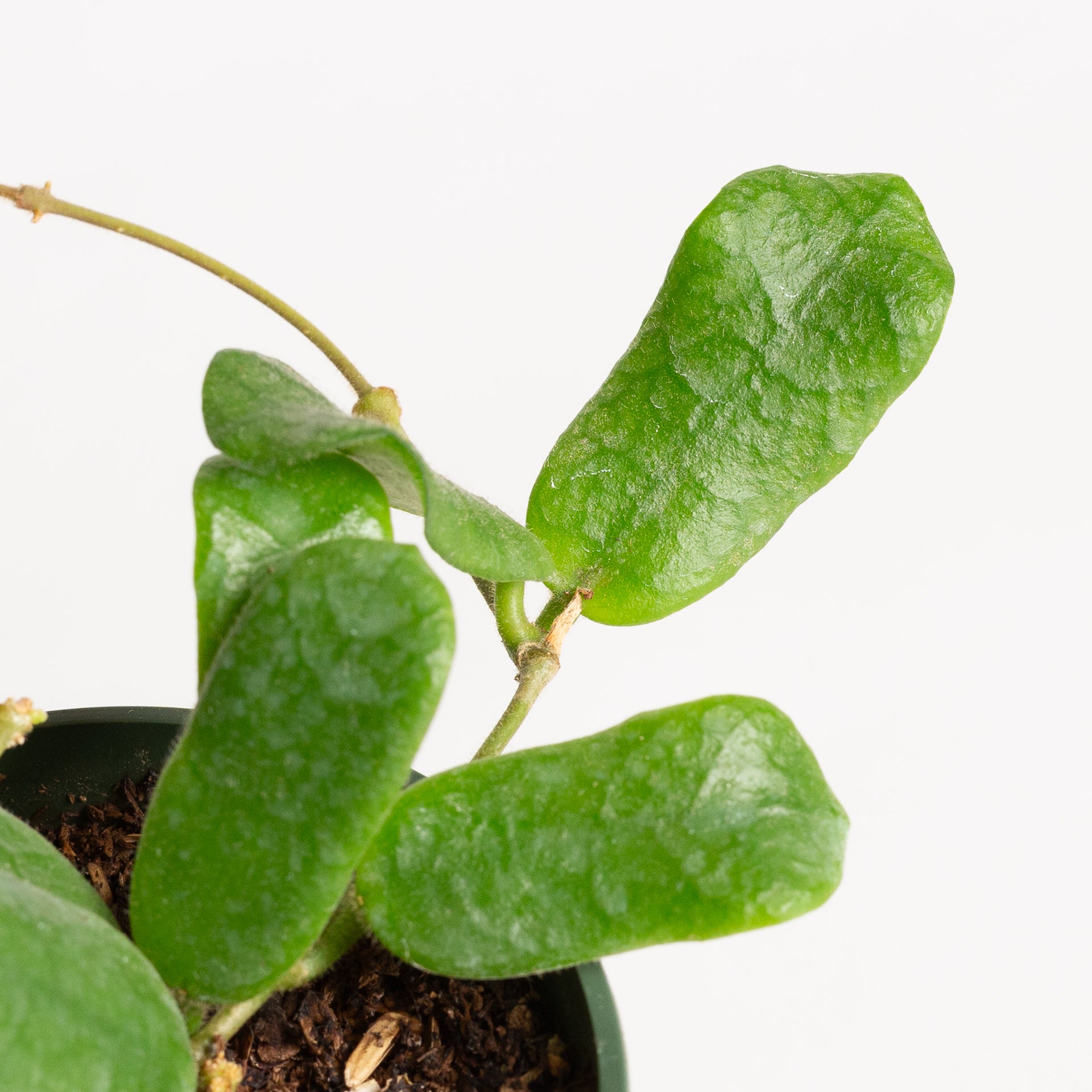 Hoya 'Rotundifolia' 4" - Urban Sprouts
