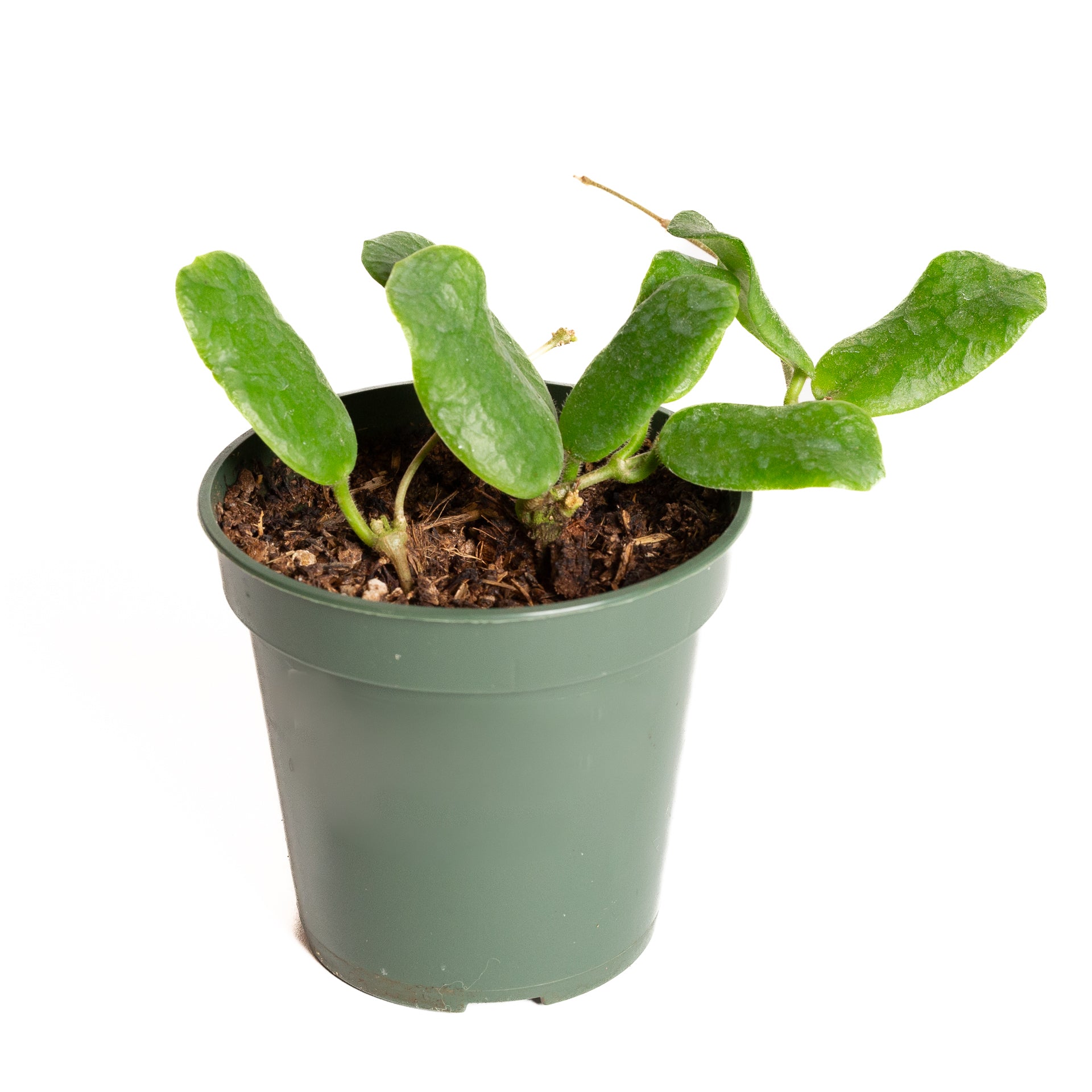 Hoya 'Rotundifolia' 4" - Urban Sprouts