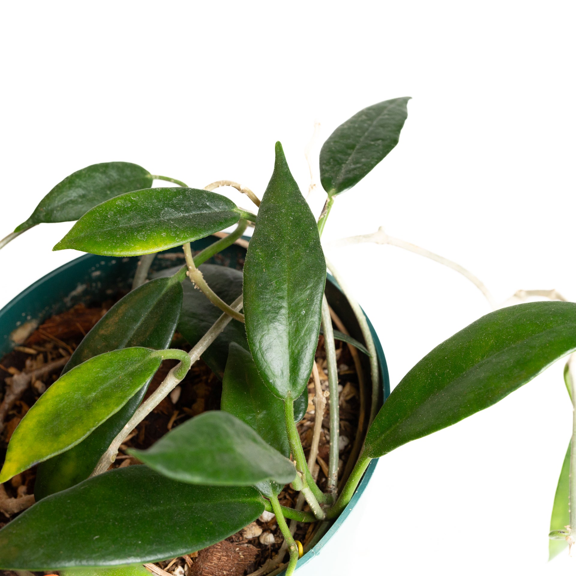 Hoya 'Rupicola' 6" - Urban Sprouts