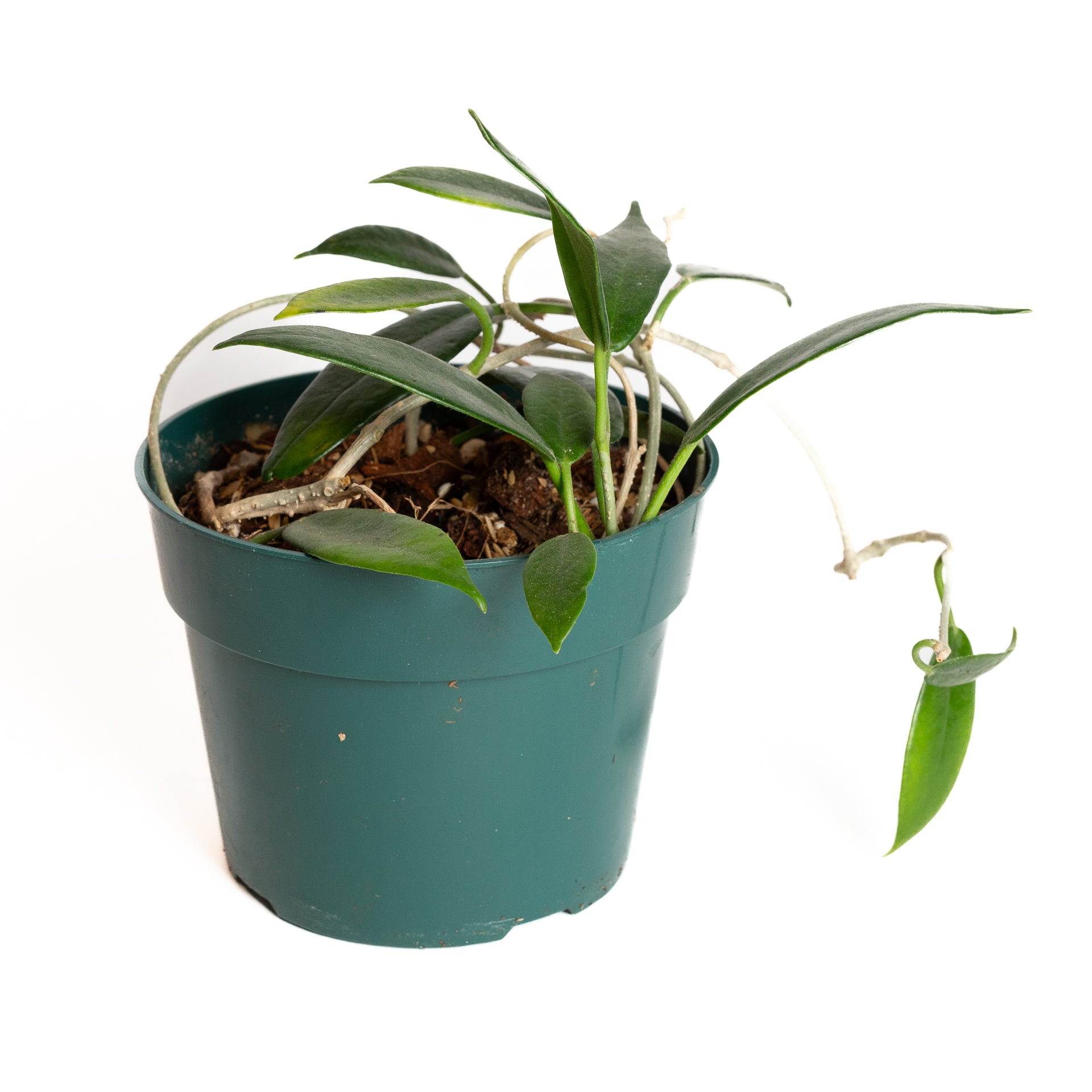 Hoya 'Rupicola' 6" - Urban Sprouts