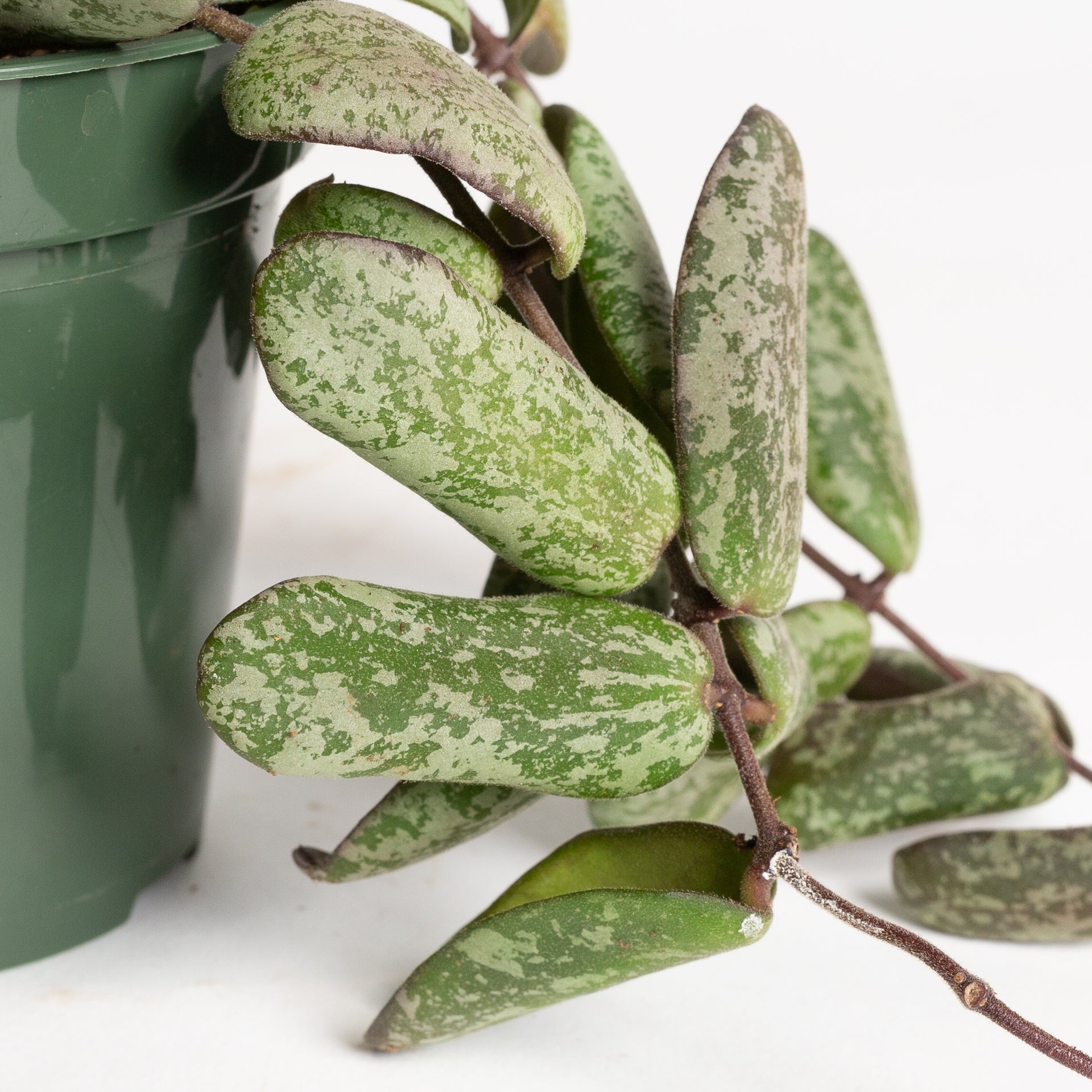 Hoya 'Sigillatis - Silver AH001 ' 4"