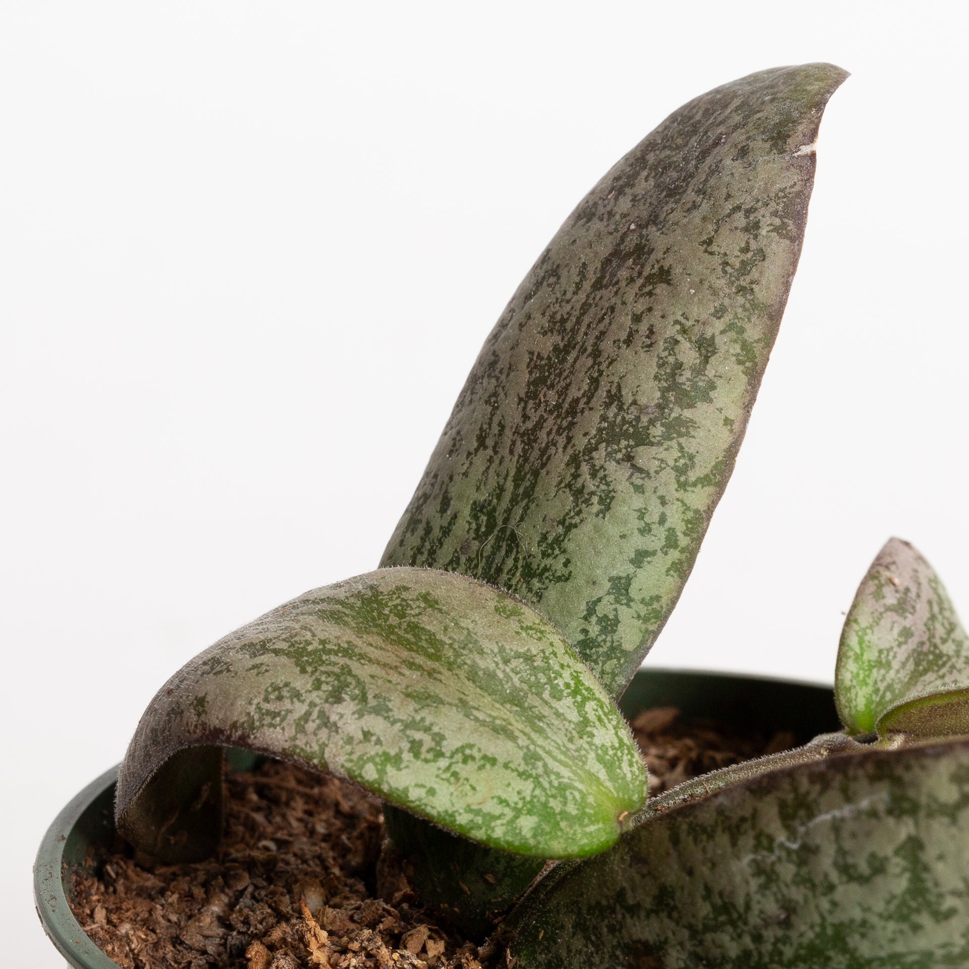 Hoya 'Sigillatis - Silver AH001 ' 4"