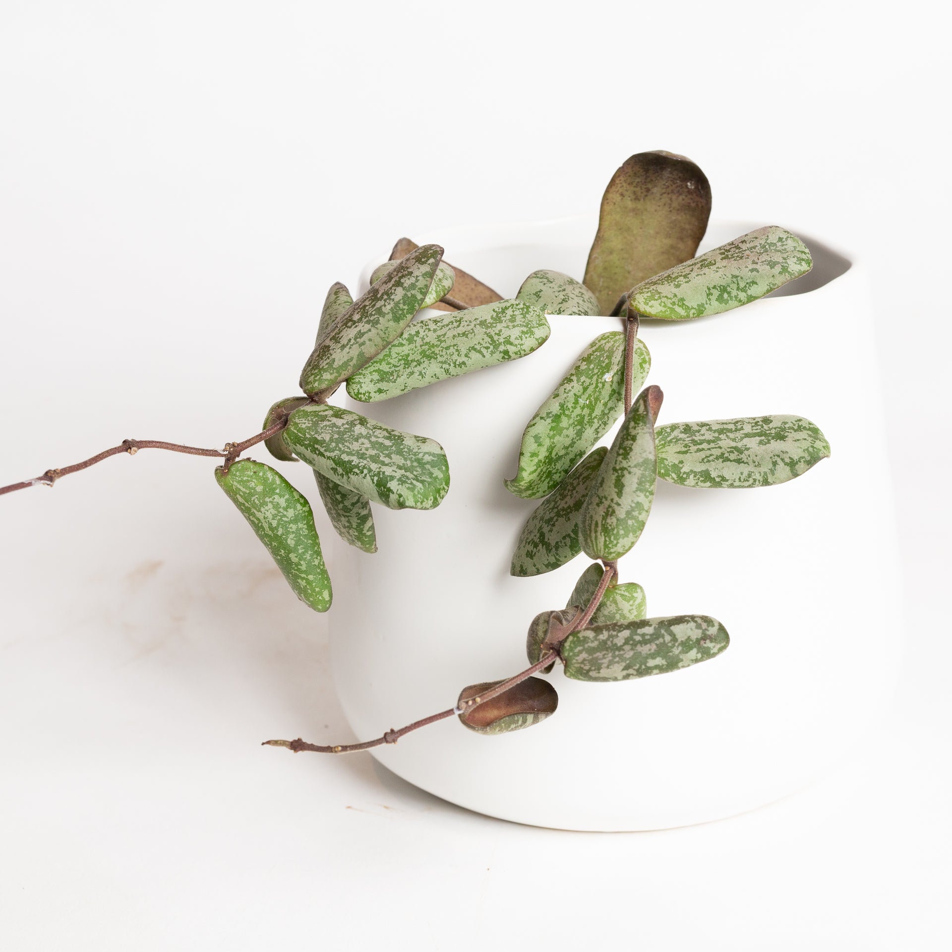 Hoya 'Sigillatis - Silver AH001 ' 4"