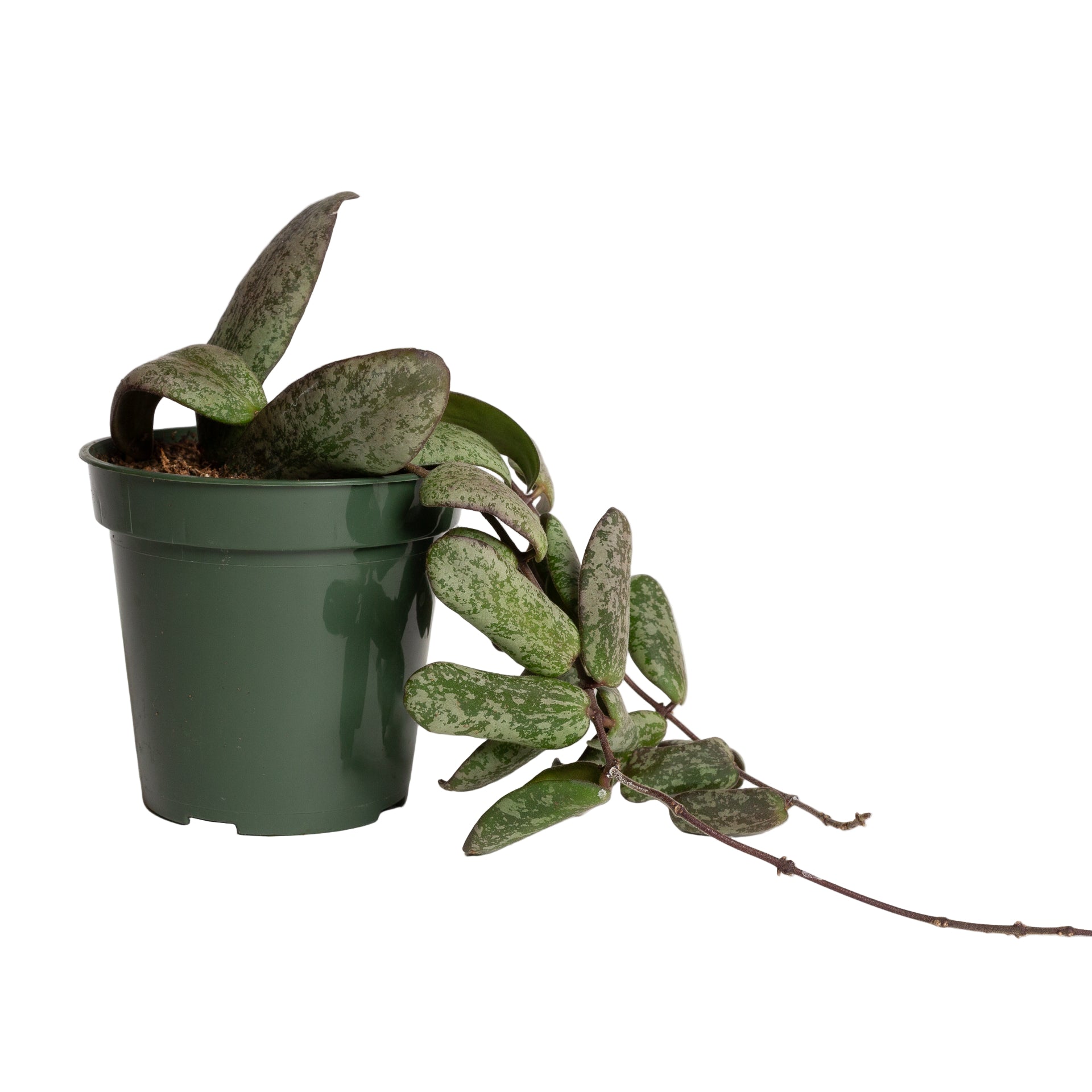 その他観葉植物 HOYA sigilaris silver Hoya 'Sigillatis - Silver AH001 ' 4