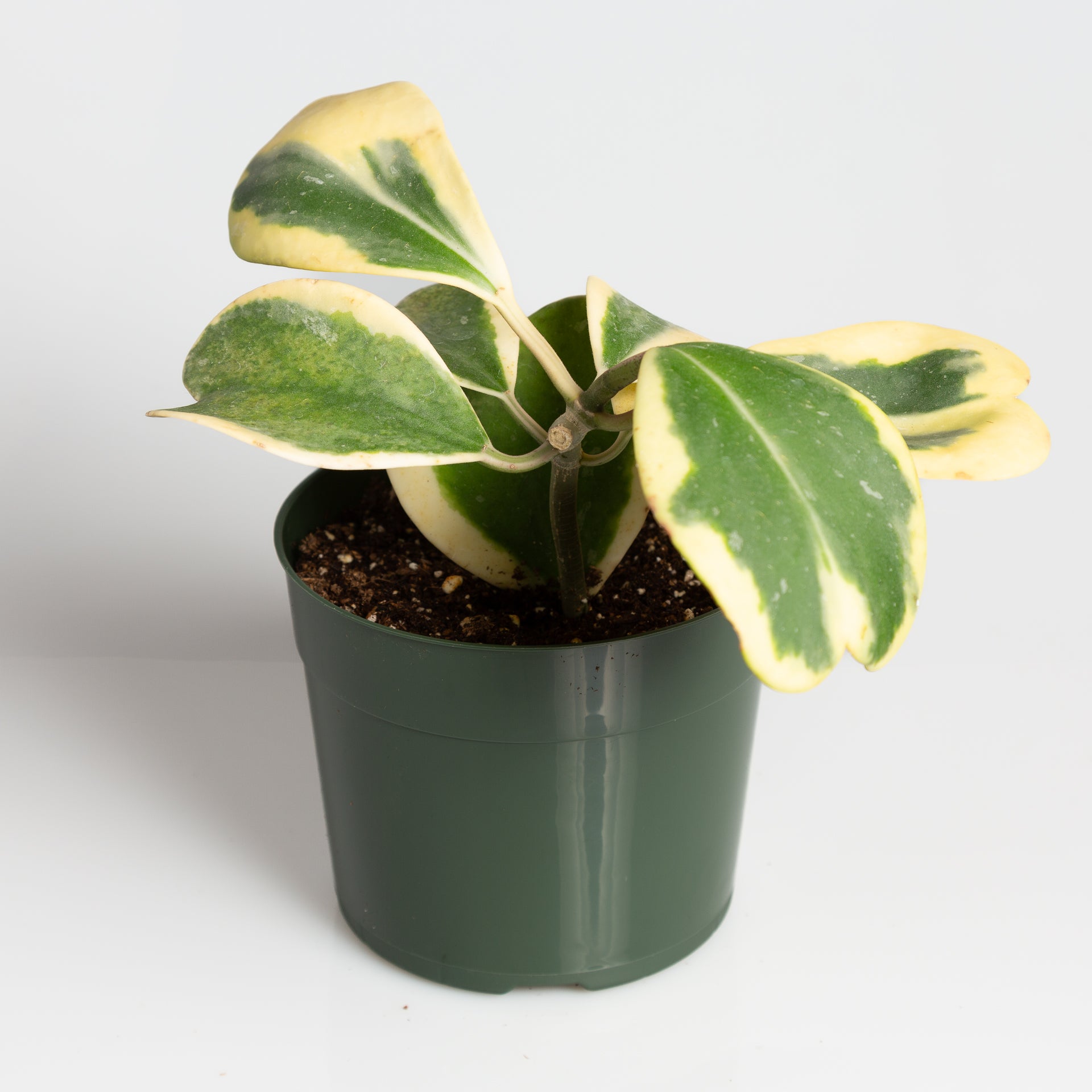 Hoya 'Sweetheart - Reverse Variegated' 4" - Urban Sprouts