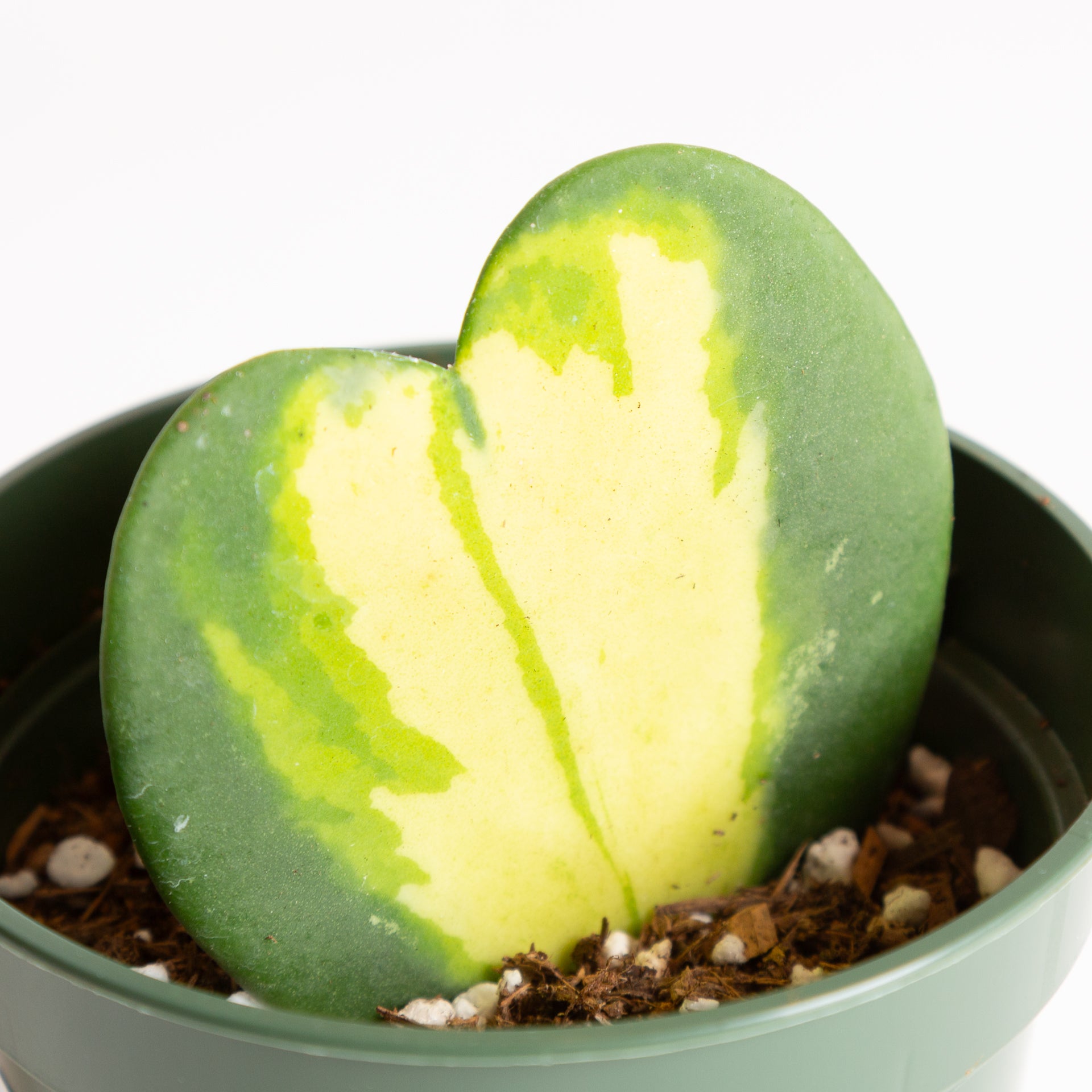 Hoya 'Sweetheart - Variegated' 4" - Urban Sprouts
