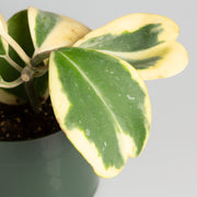 Hoya 'Sweetheart Vine - Variegated' 6" - Urban Sprouts