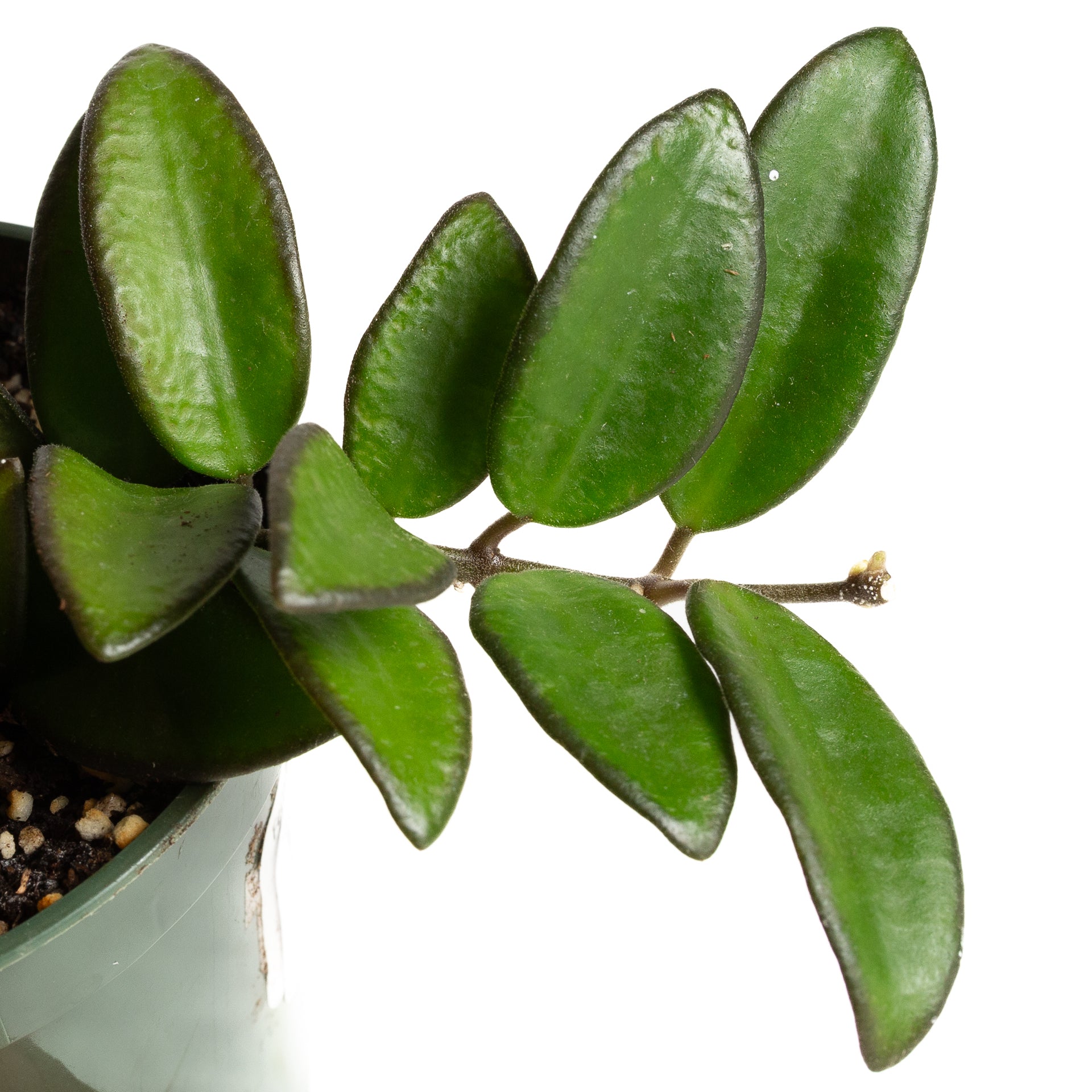 Hoya 'Wayetii' 4" - Urban Sprouts