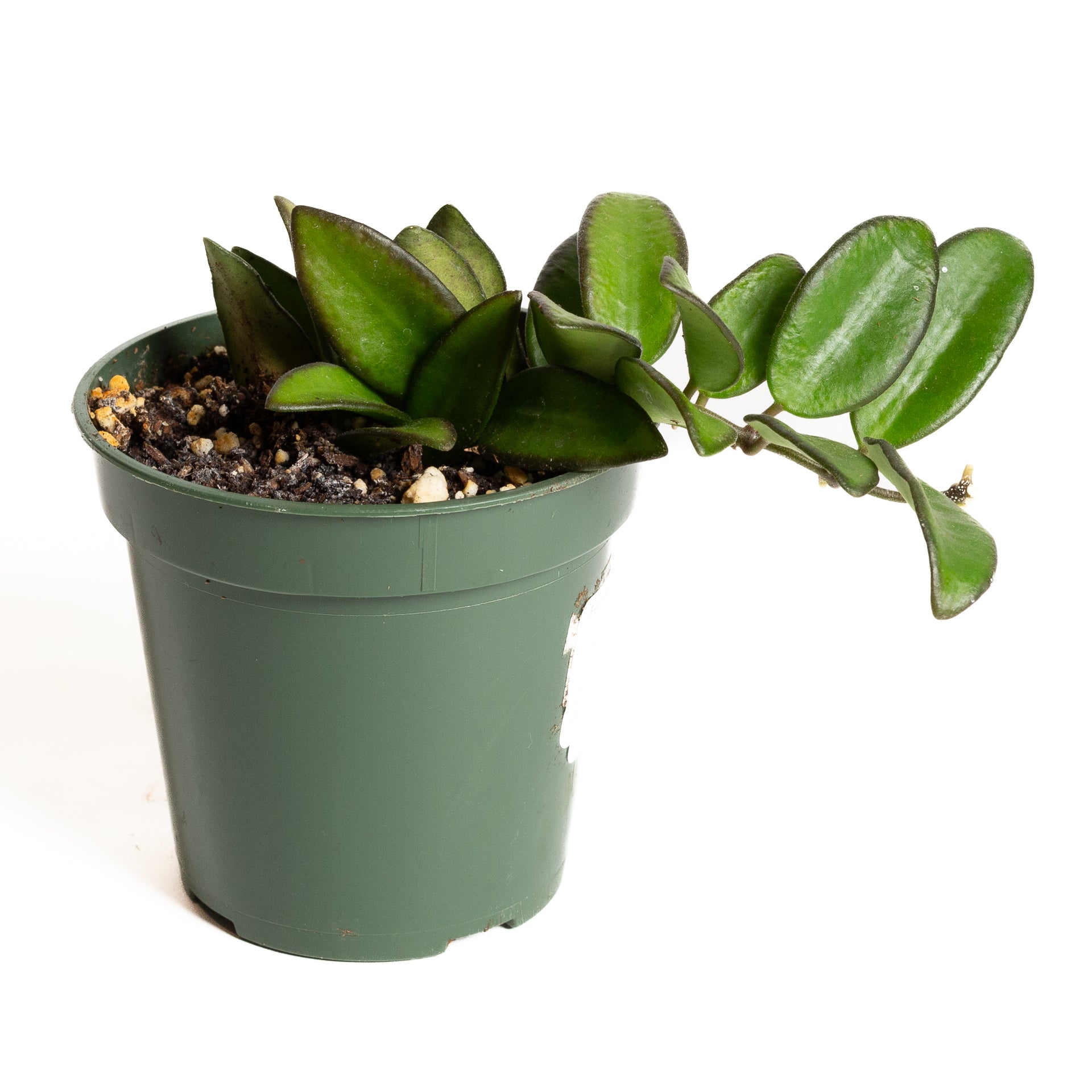 Hoya 'Wayetii' 4" - Urban Sprouts