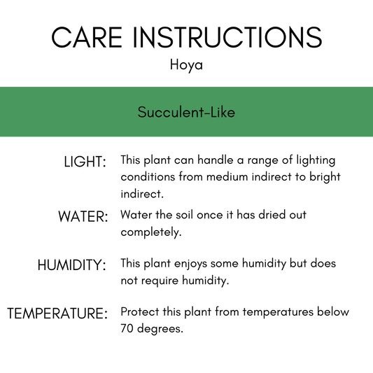 Hoya 'Sweetheart' 4"