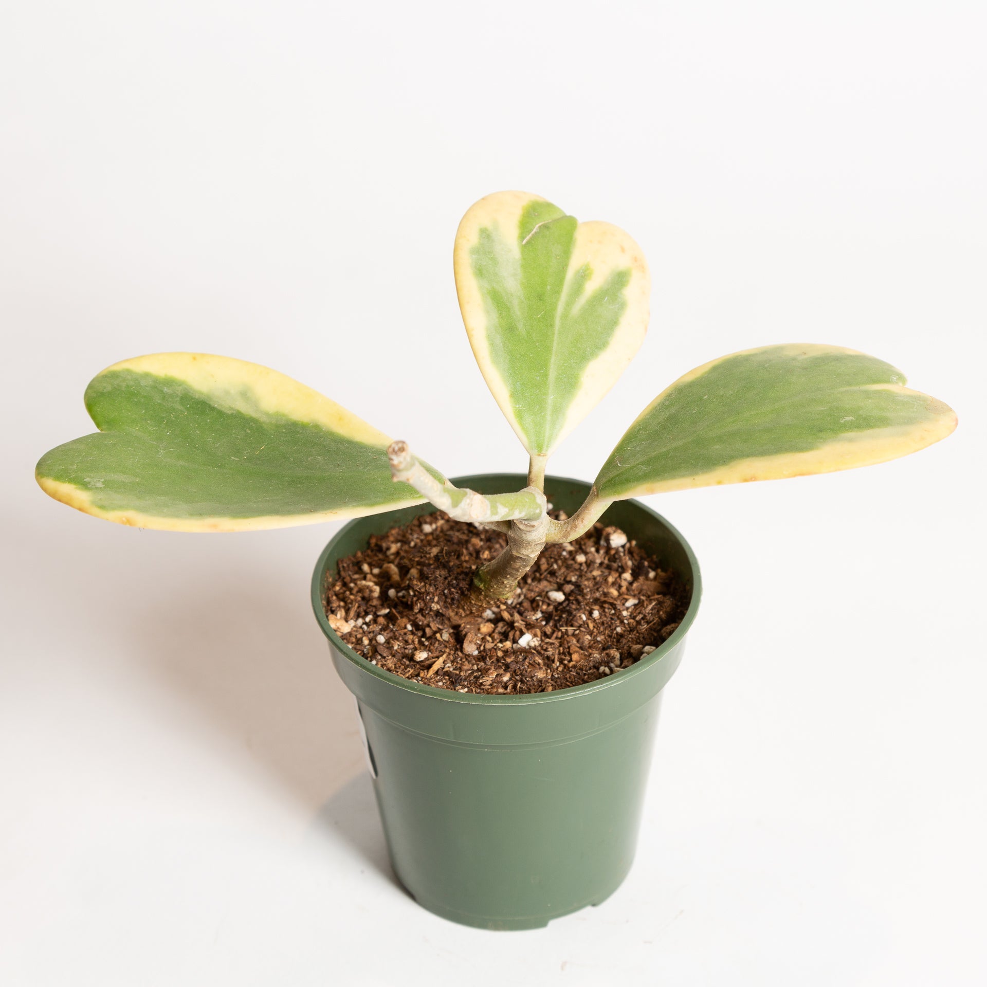 Hoya 'Sweetheart Vine - Variegated' 4" - Urban Sprouts
