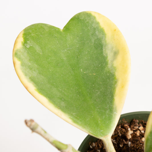 Hoya 'Sweetheart Vine - Variegated' 4"