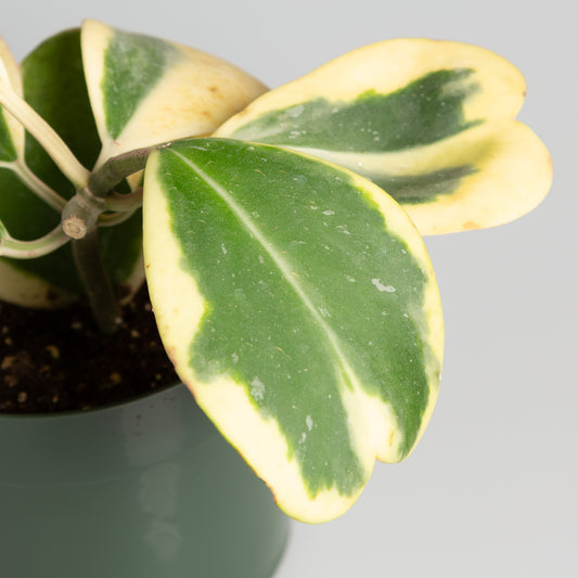 Hoya 'Sweetheart - Reverse Variegated' 4" - Urban Sprouts