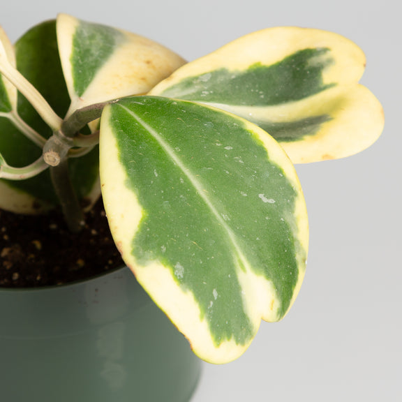 Hoya 'Sweetheart - Reverse Variegated' 4" - Urban Sprouts