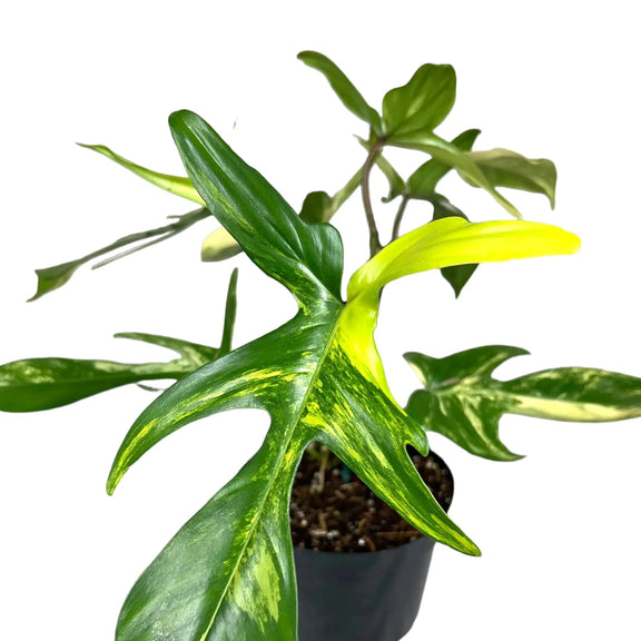 Philodendron 'Florida Beauty' 8" - Urban Sprouts