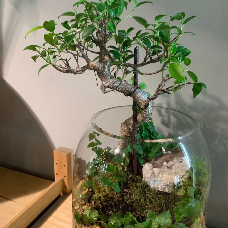 2/8 @ 6:00 Bonsai Terrarium Workshop