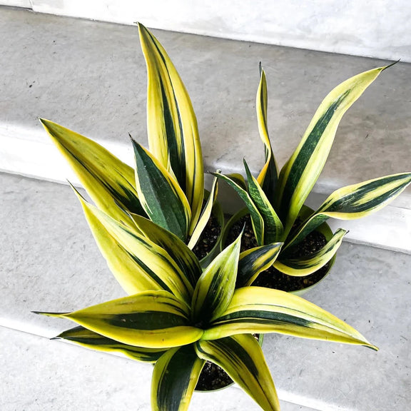 Snake Plant 'Gold Flame' - Urban Sprouts