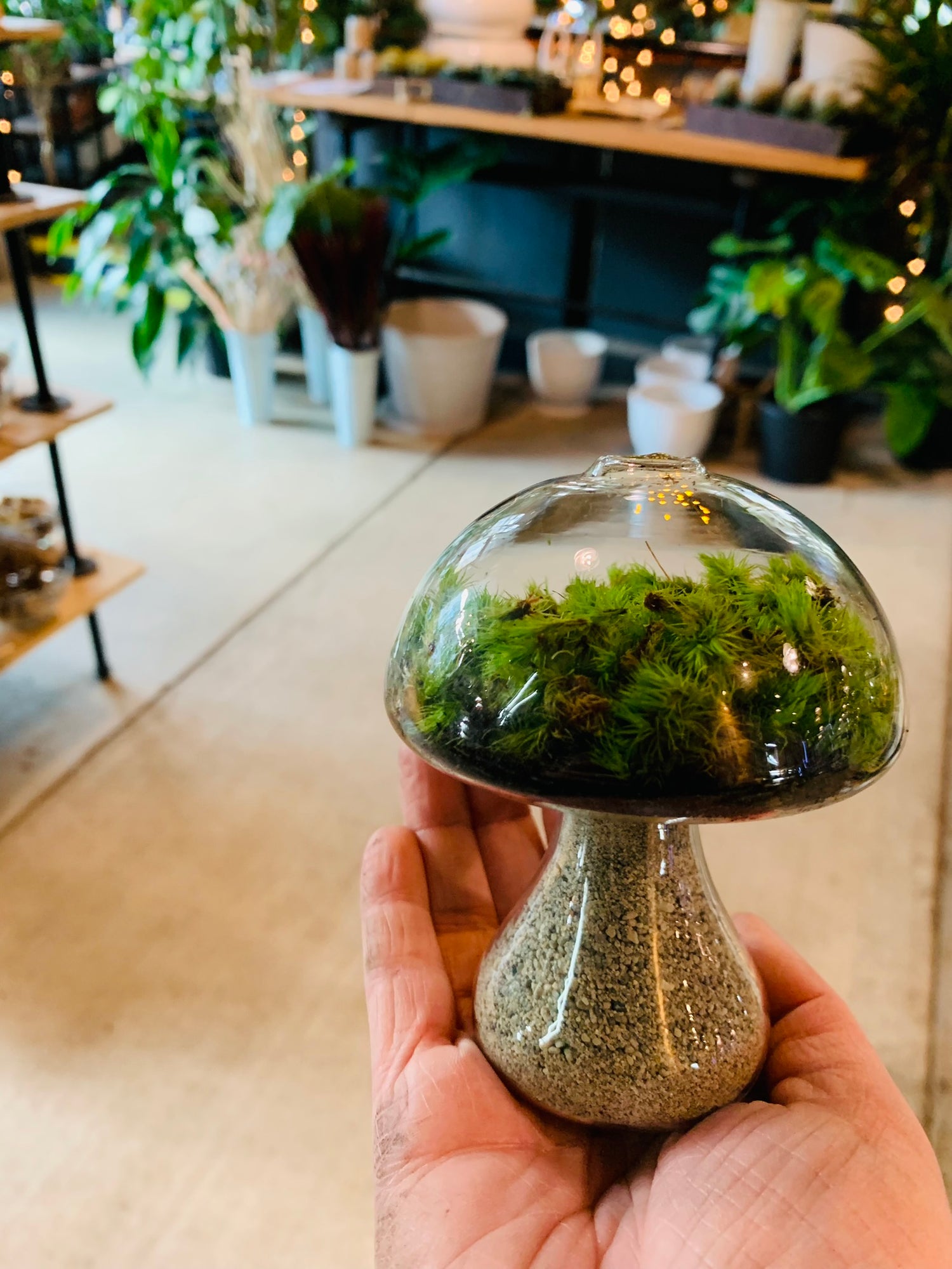 Mushroom Terrarium Kit - Urban Sprouts