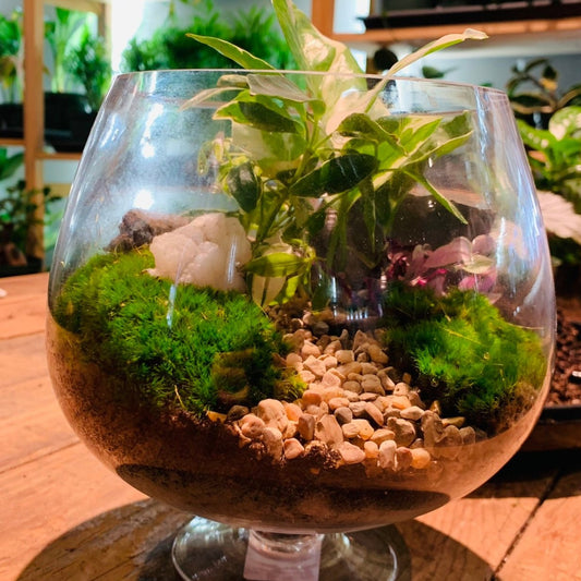 11/15 @ 6:00 Making Moss Gardens Workshop