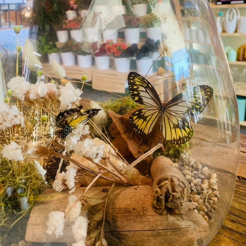 5/11 @ 4:00 Preserved Butterfly Terrariums