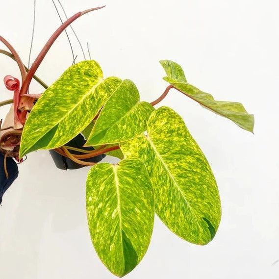 Philodendron 'Painted Lady' - Urban Sprouts