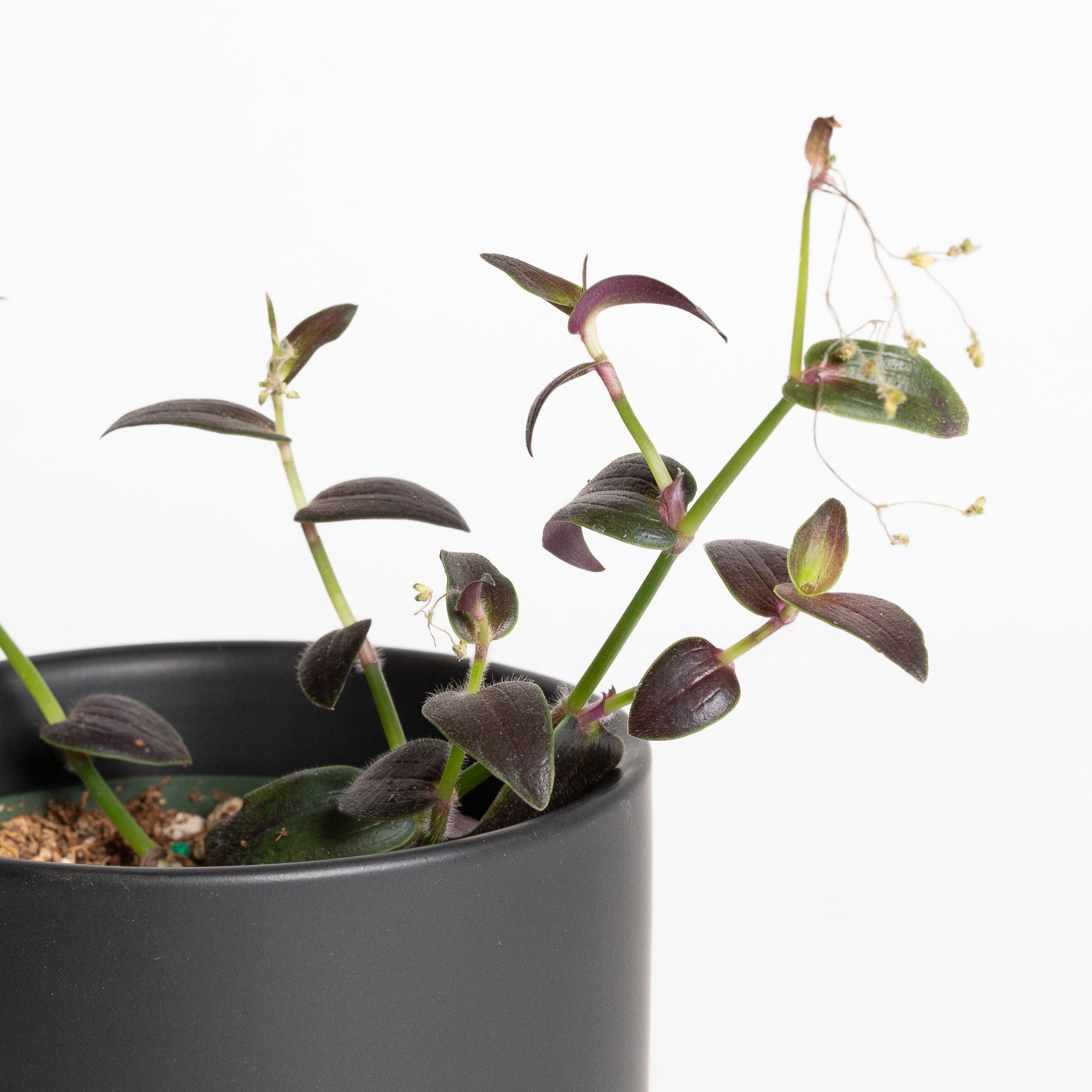 Inch Plant 'Jose Puig' 4" - Urban Sprouts