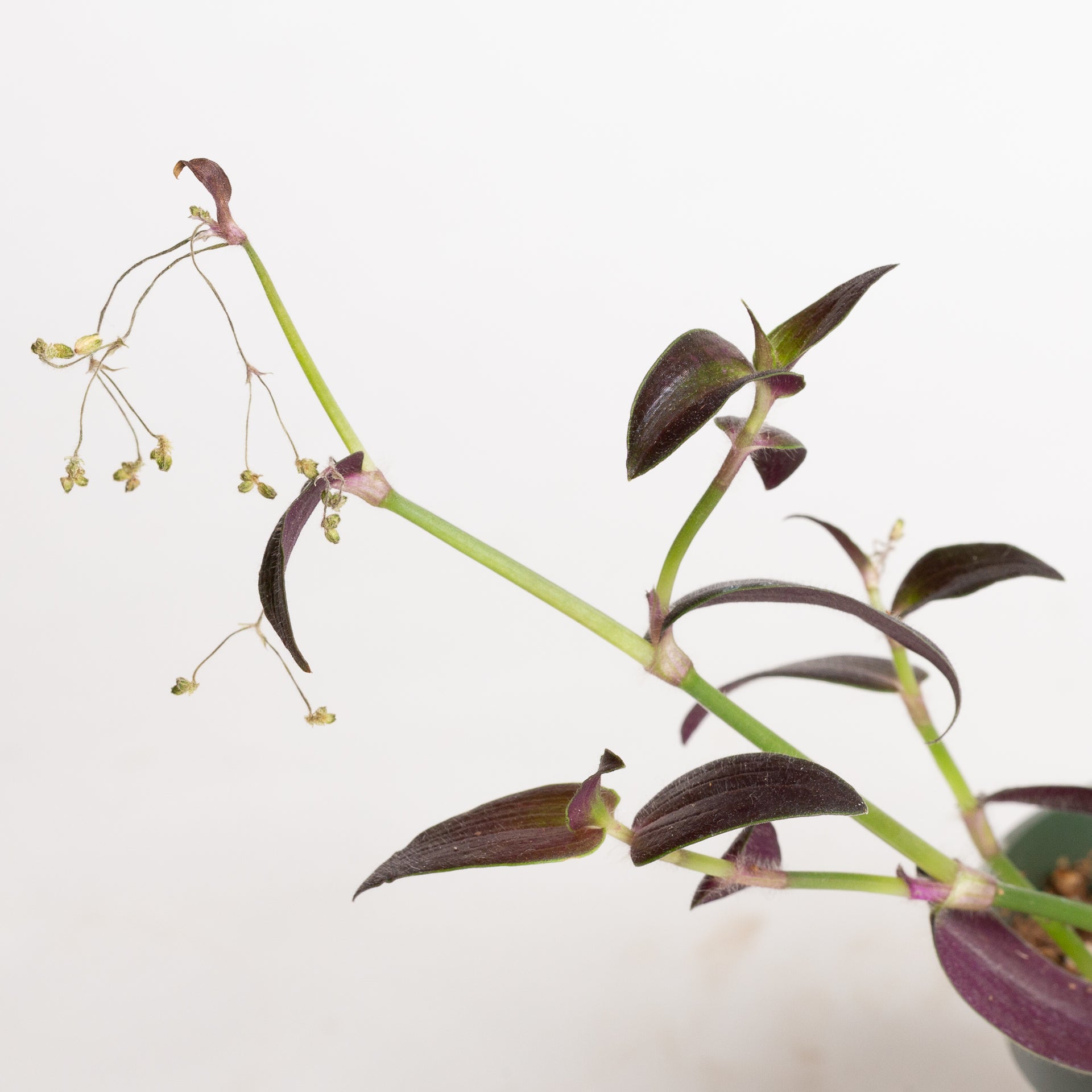 Inch Plant 'Jose Puig' 4" - Urban Sprouts