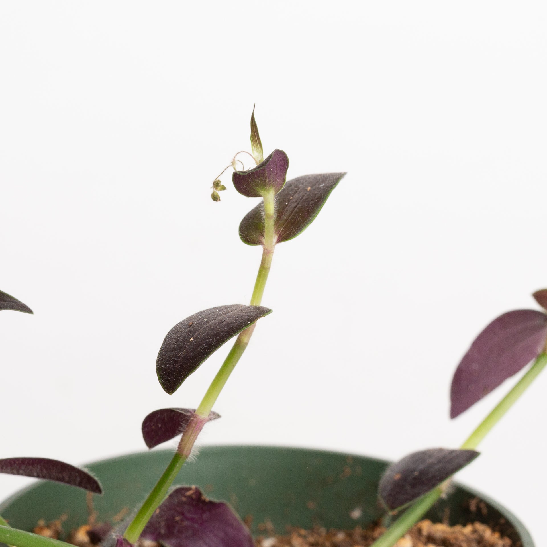 Inch Plant 'Jose Puig' 4" - Urban Sprouts