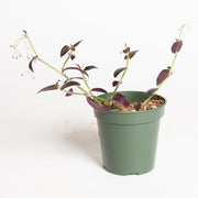Inch Plant 'Jose Puig' 4" - Urban Sprouts