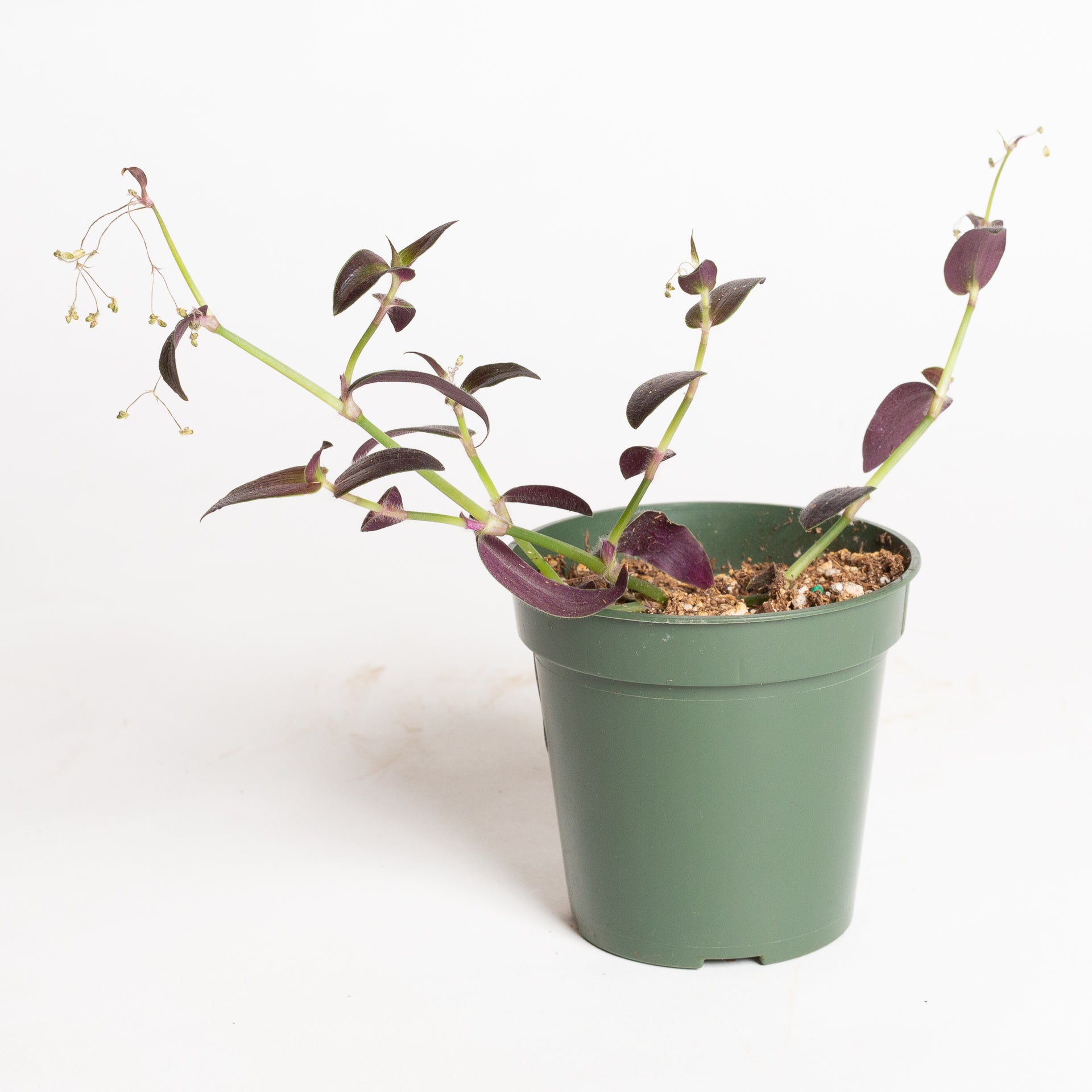 Inch Plant 'Jose Puig' 4" - Urban Sprouts