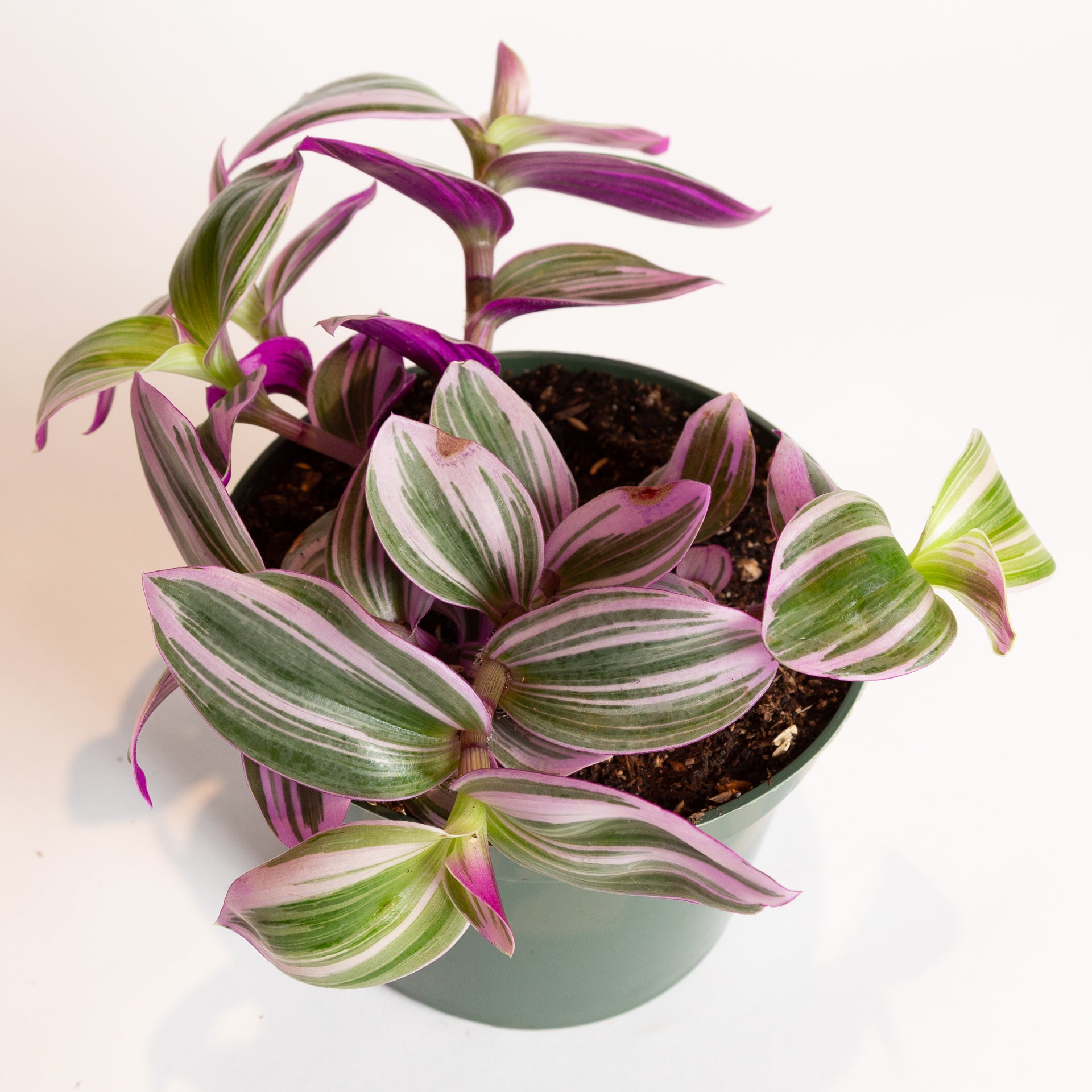 Inch Plant 'Nanouk' 6" - Urban Sprouts