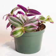 Inch Plant 'Nanouk' 6" - Urban Sprouts