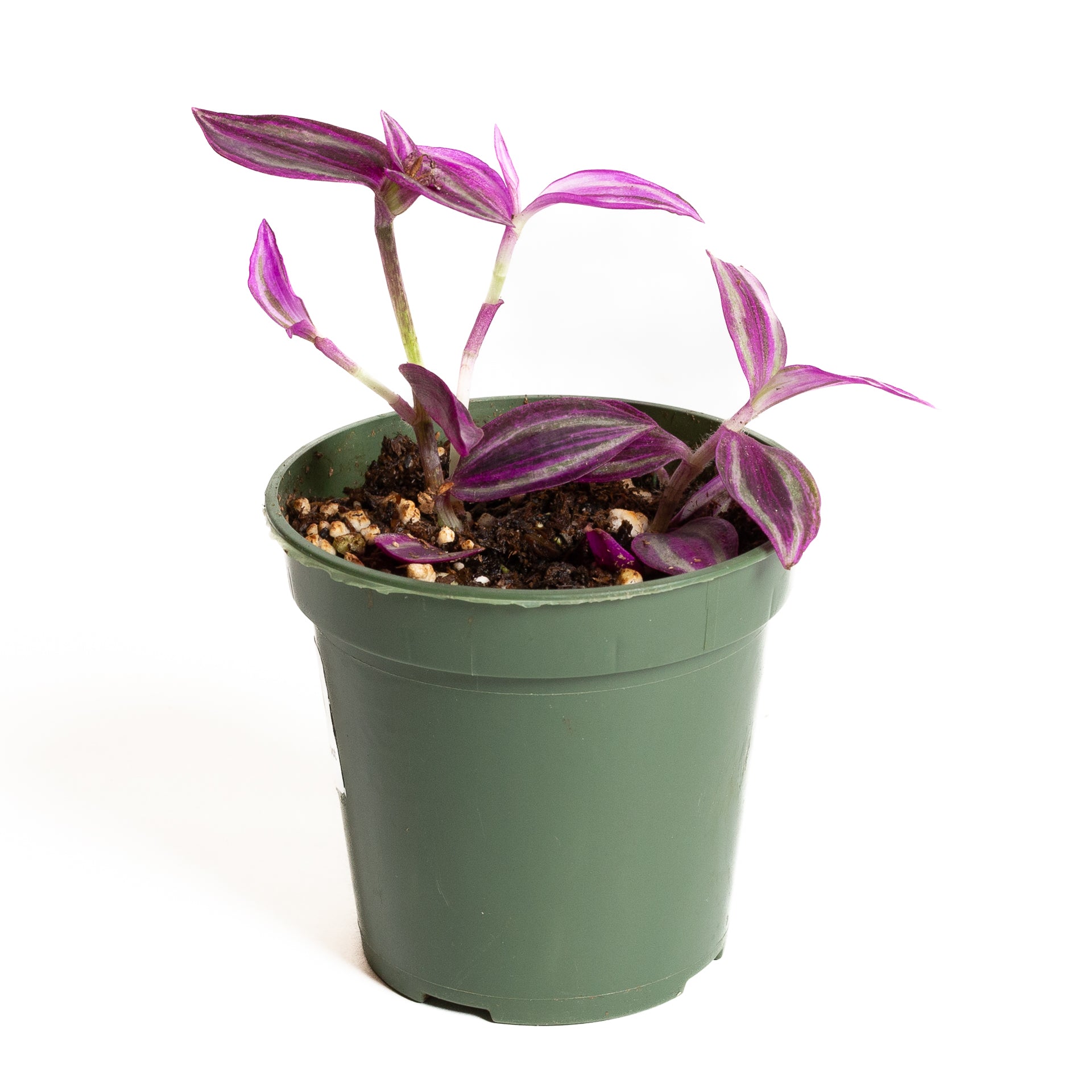 Inch Plant 'Pink Paradise' 4" - Urban Sprouts
