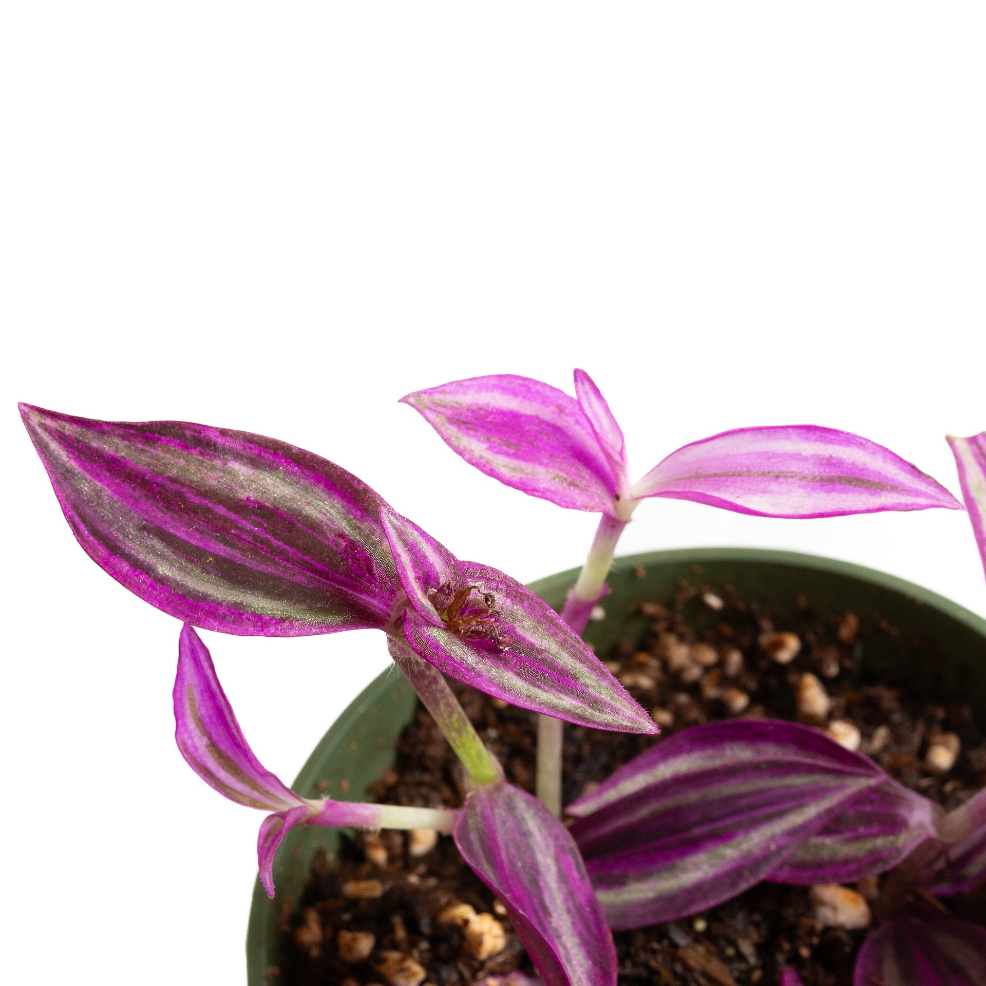 Inch Plant 'Pink Paradise' 4" - Urban Sprouts