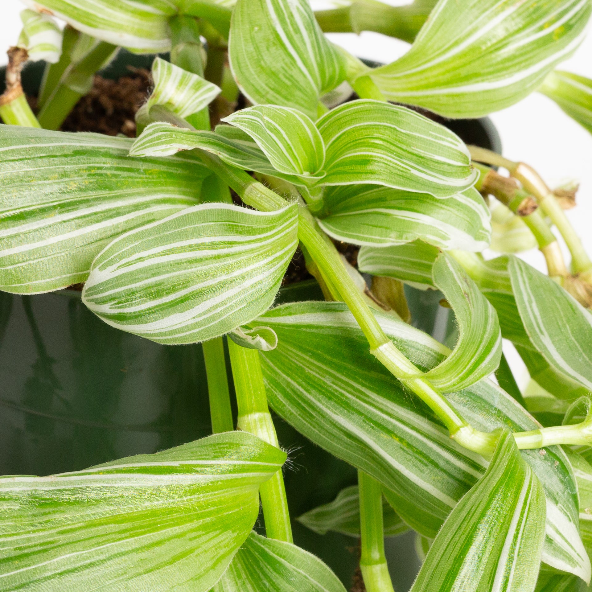 Inch Plant 'Pistachio White' 6"