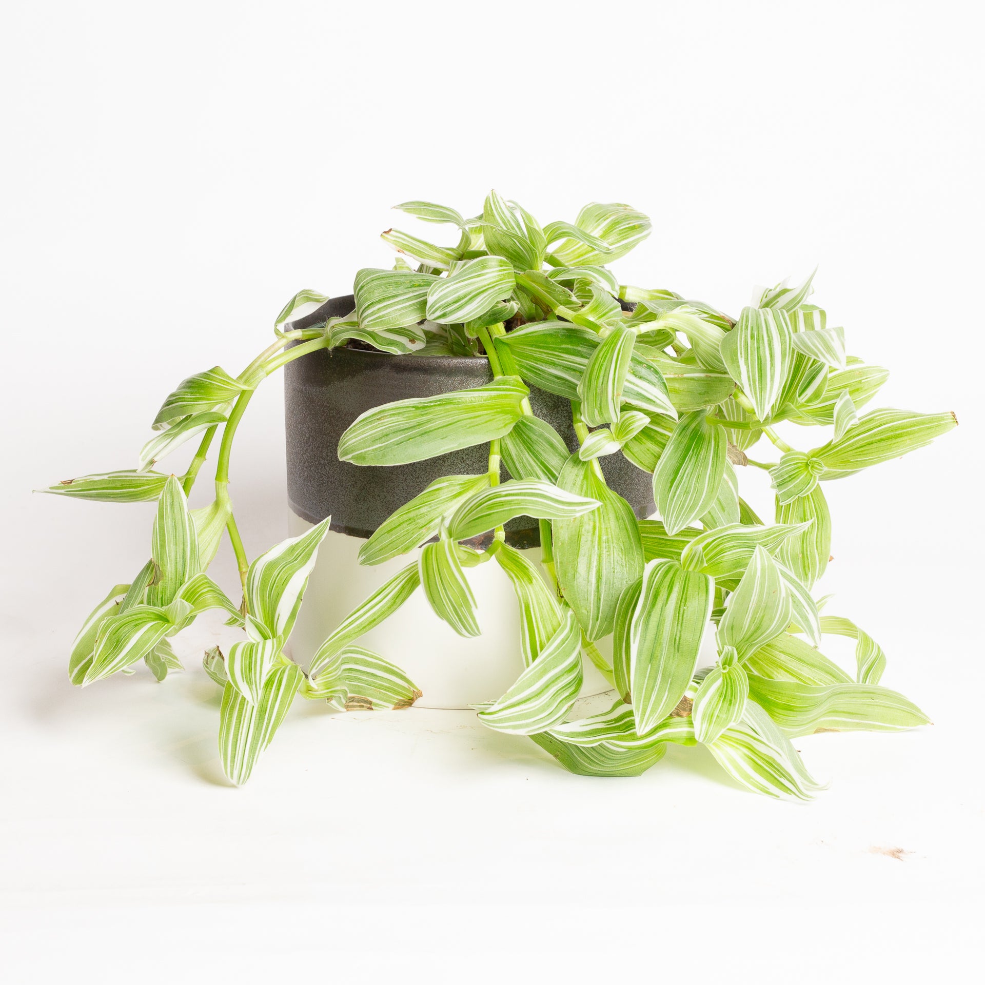 Inch Plant 'Pistachio White' 6"