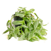 Inch Plant 'Pistachio White' 6"