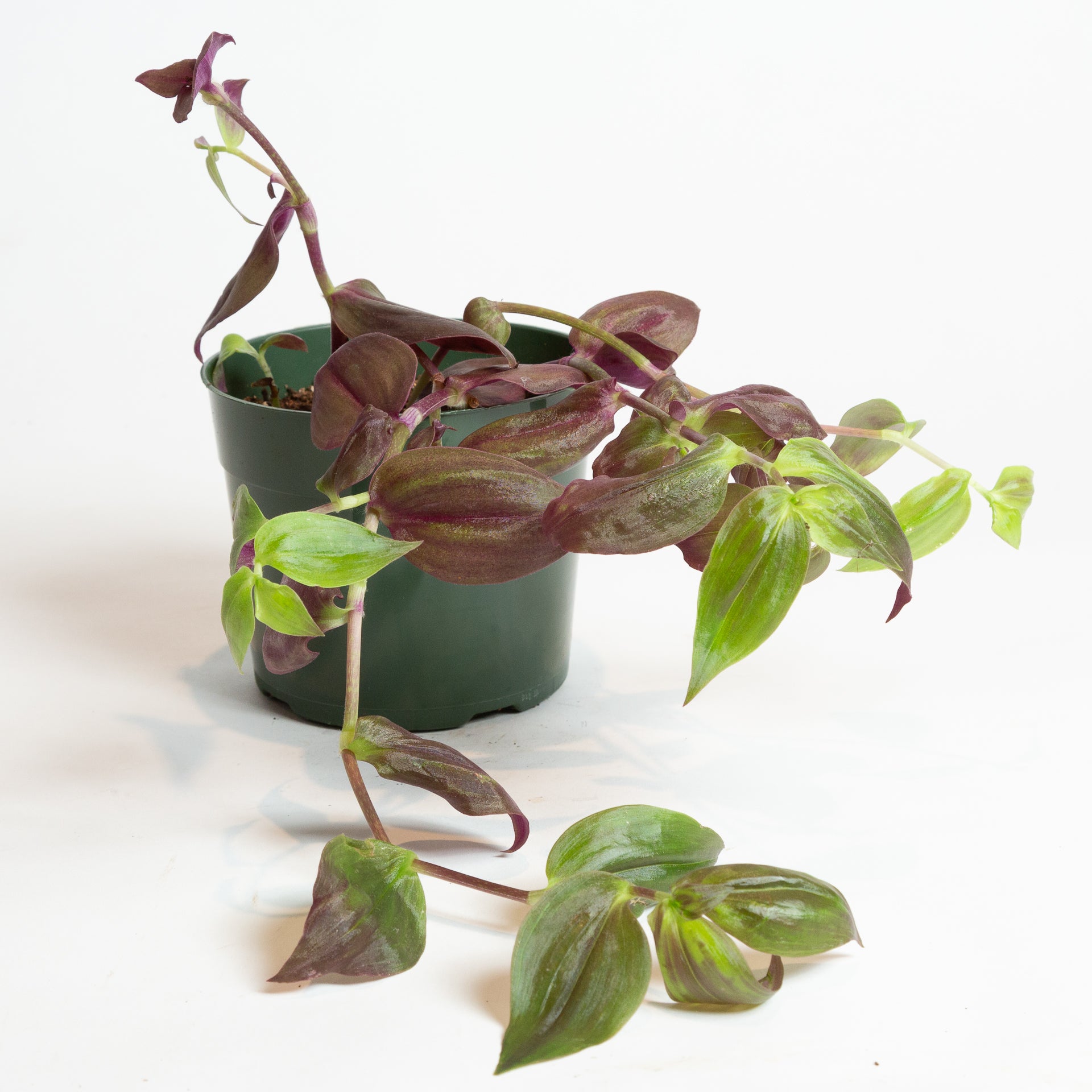 Inch Plant 'Purple' 4" - Urban Sprouts