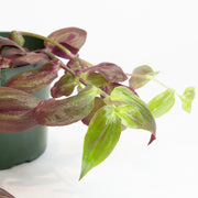 Inch Plant 'Purple' 4" - Urban Sprouts