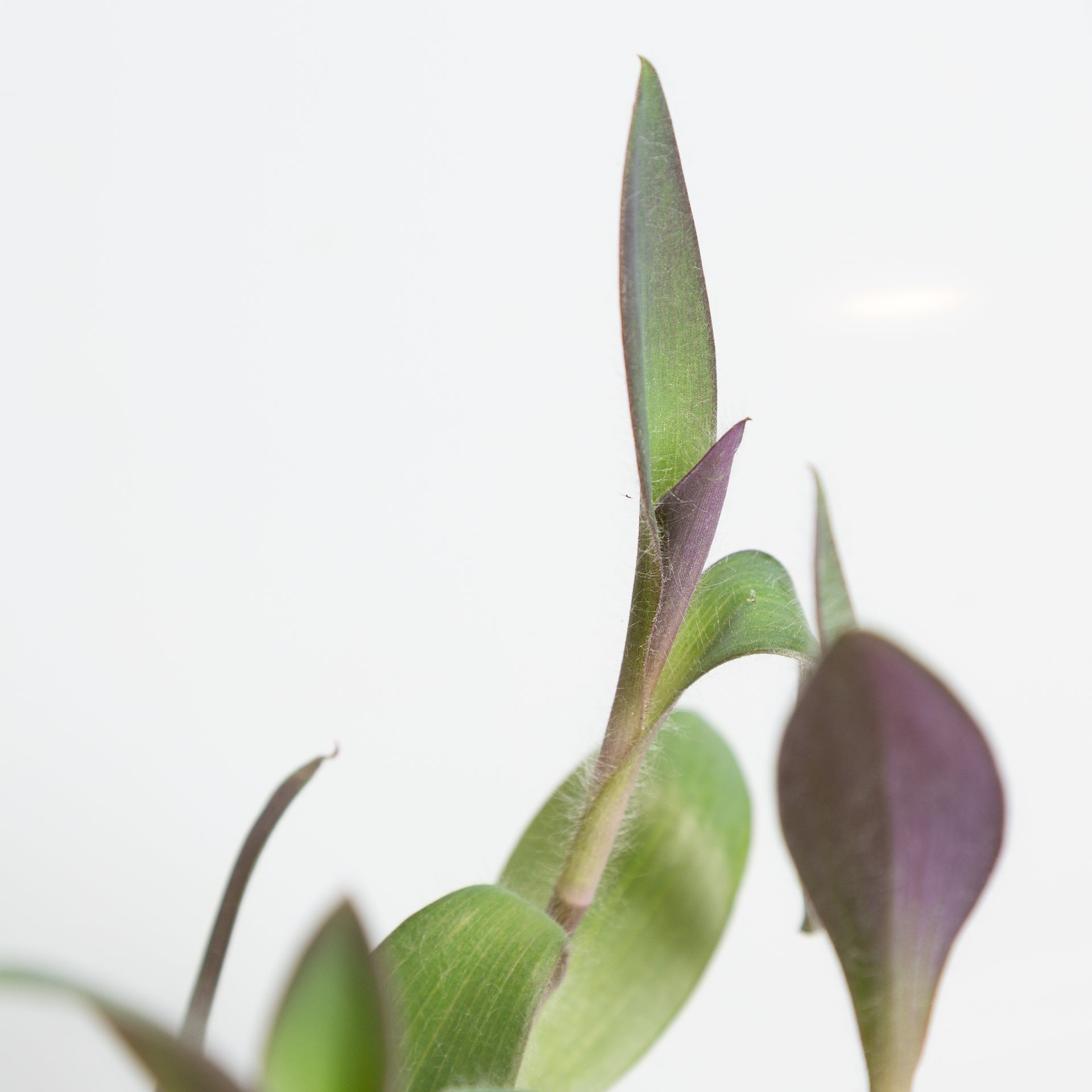 Inch Plant 'Purple Heart' 4" - Urban Sprouts