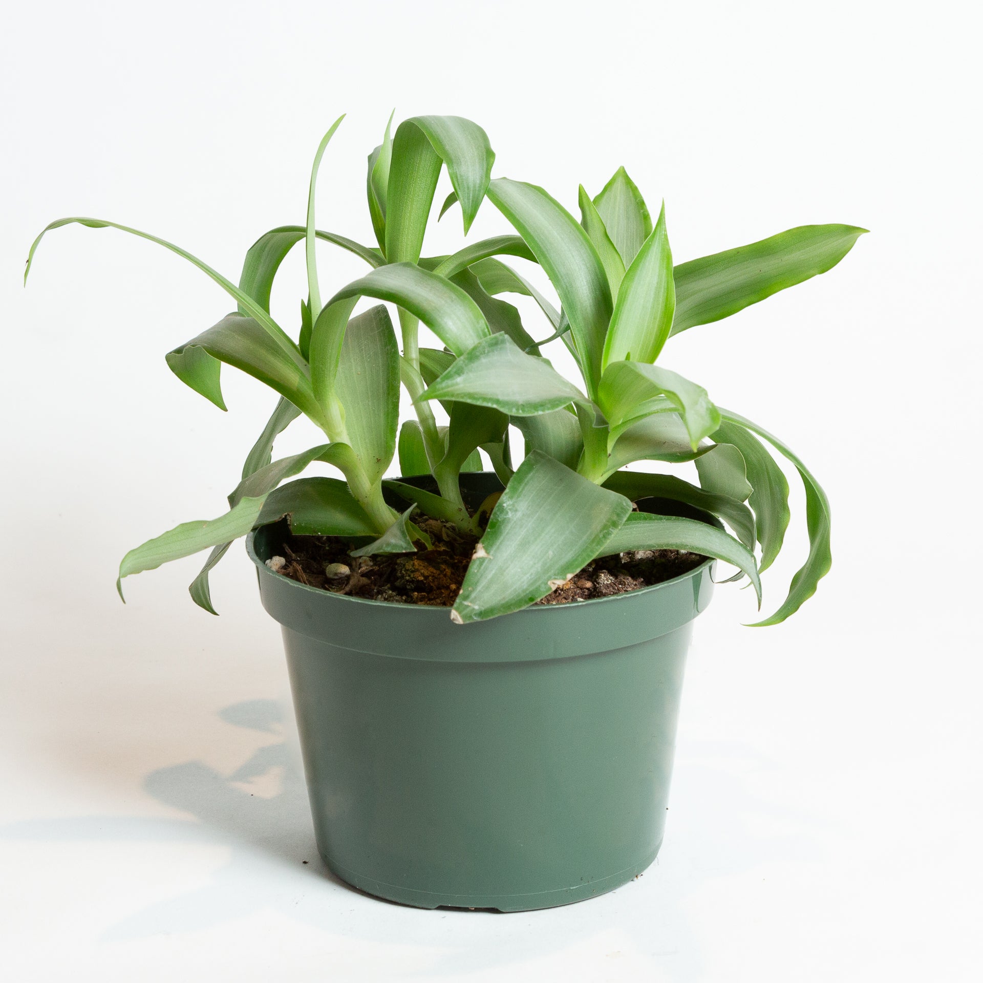 Inch Plant 'Silver' 6" - Urban Sprouts