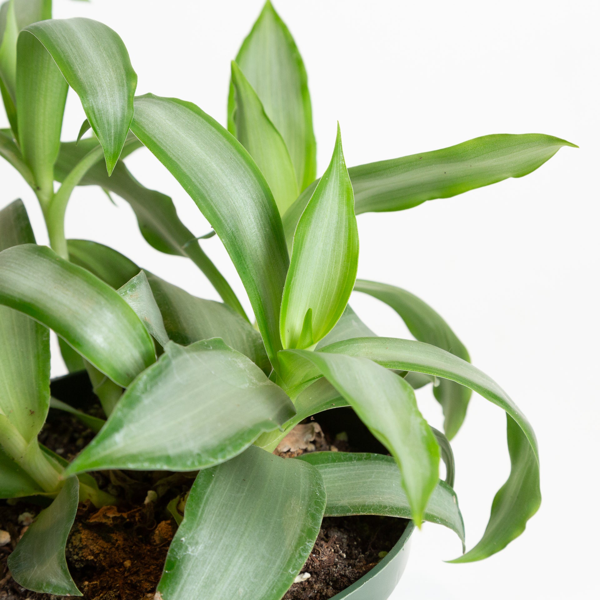 Inch Plant 'Silver' 6" - Urban Sprouts