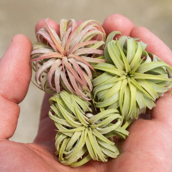 Air Plant 'Ionantha - Rubra Curly' 1-3" - Urban Sprouts