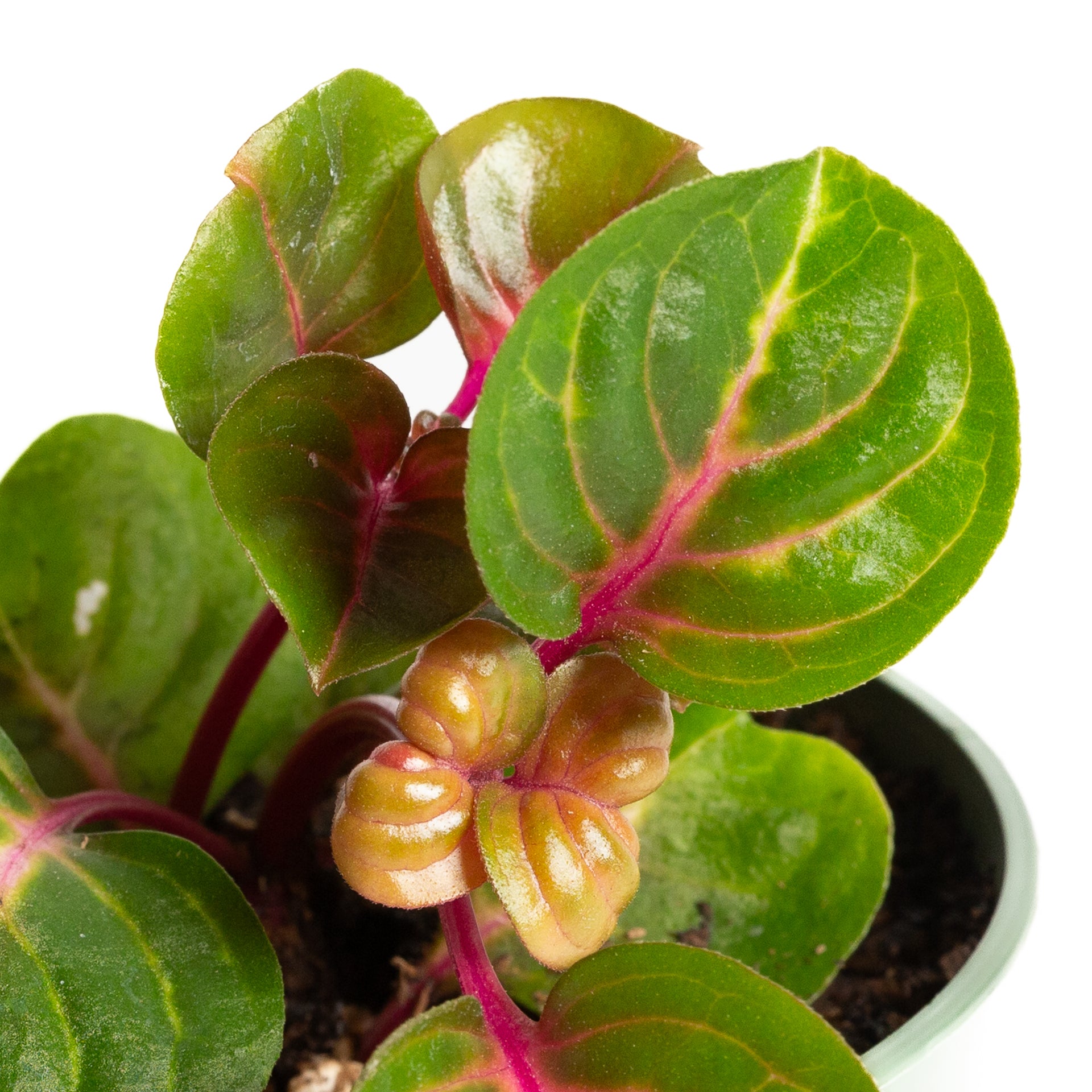 Iresine 'Green' 4" - Urban Sprouts