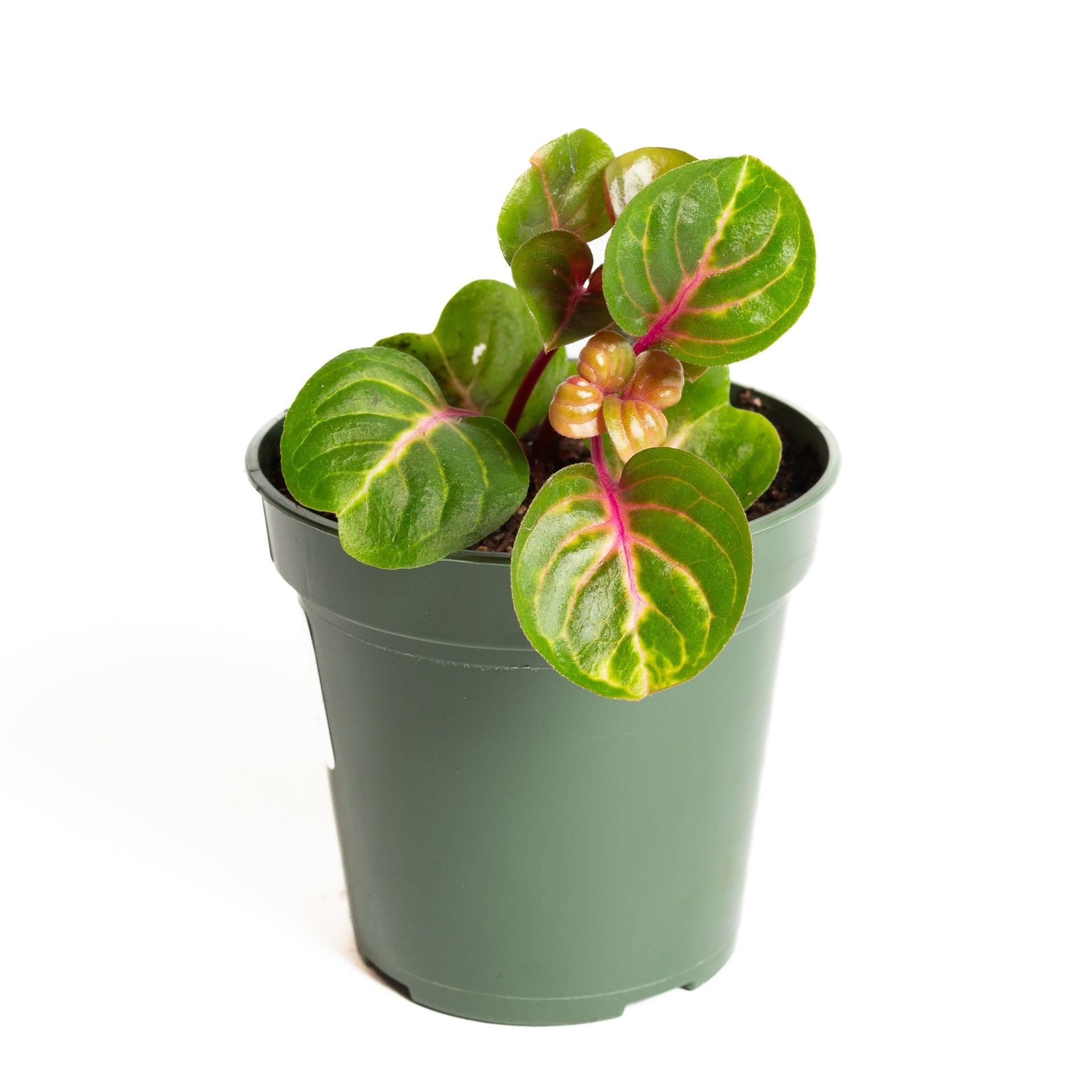 Iresine 'Green' 4" - Urban Sprouts