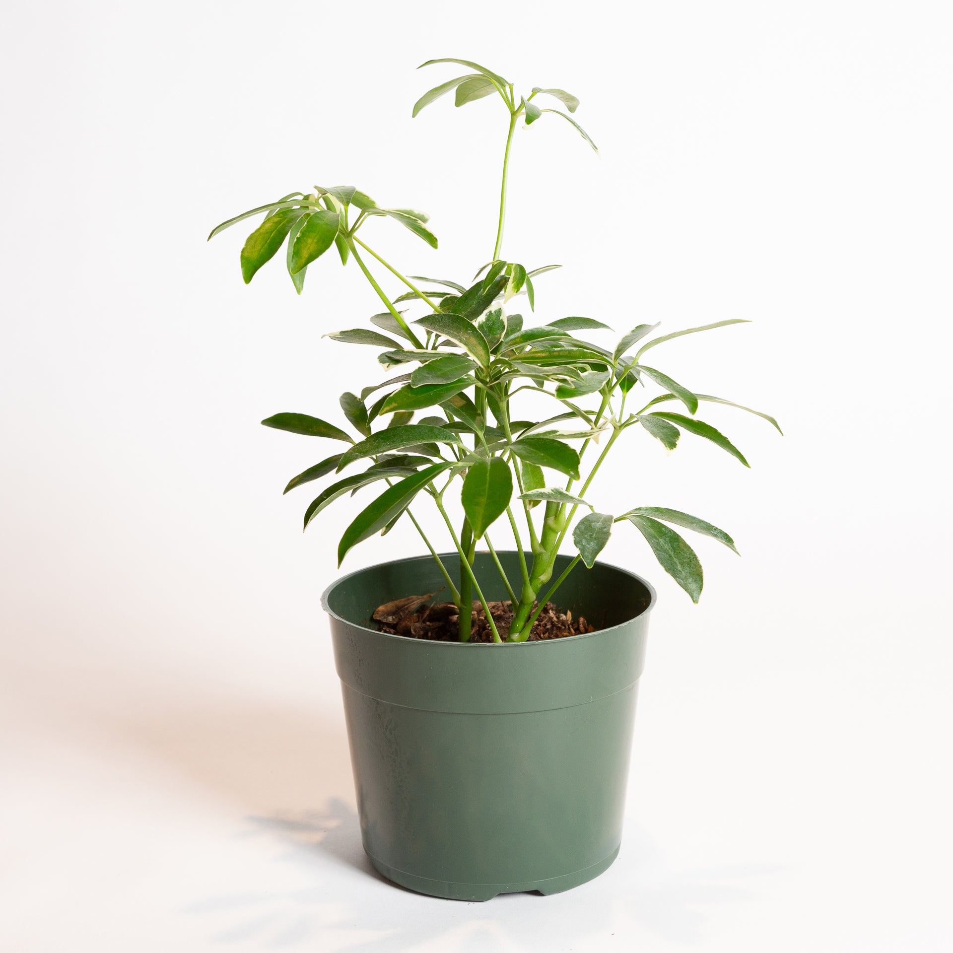 Umbrella Plant 'Janine' 6" - Urban Sprouts