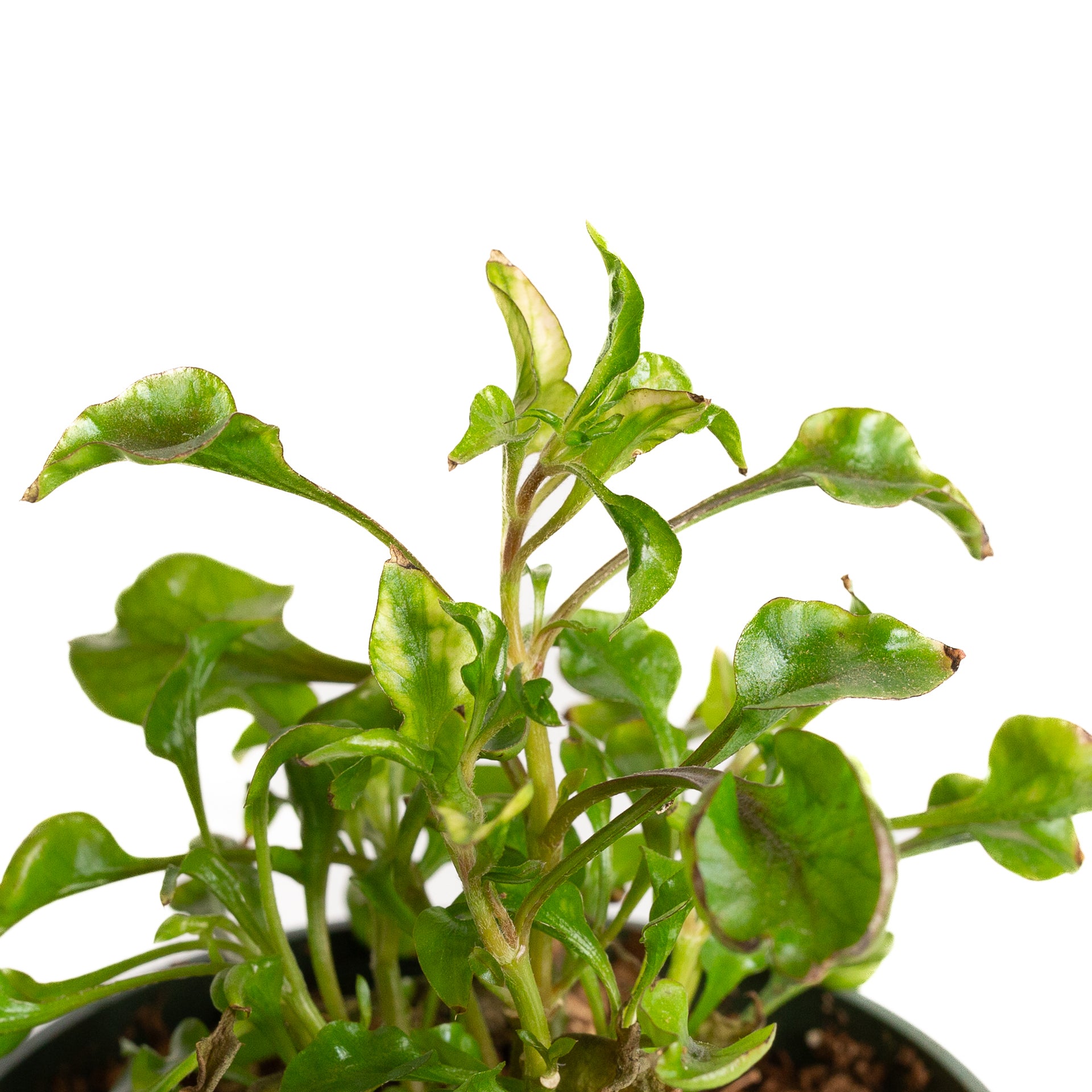 Joseph's Coat 'Crinkle Red' 4" - Urban Sprouts