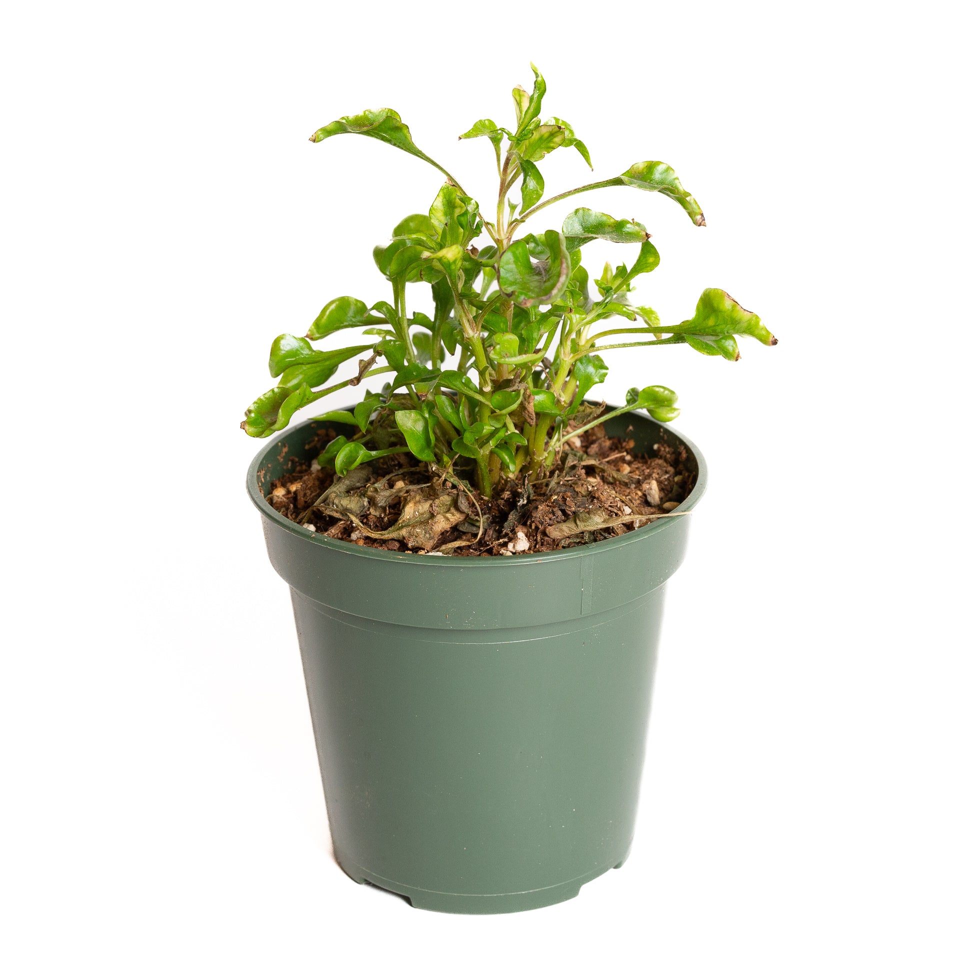 Joseph's Coat 'Crinkle Red' 4" - Urban Sprouts